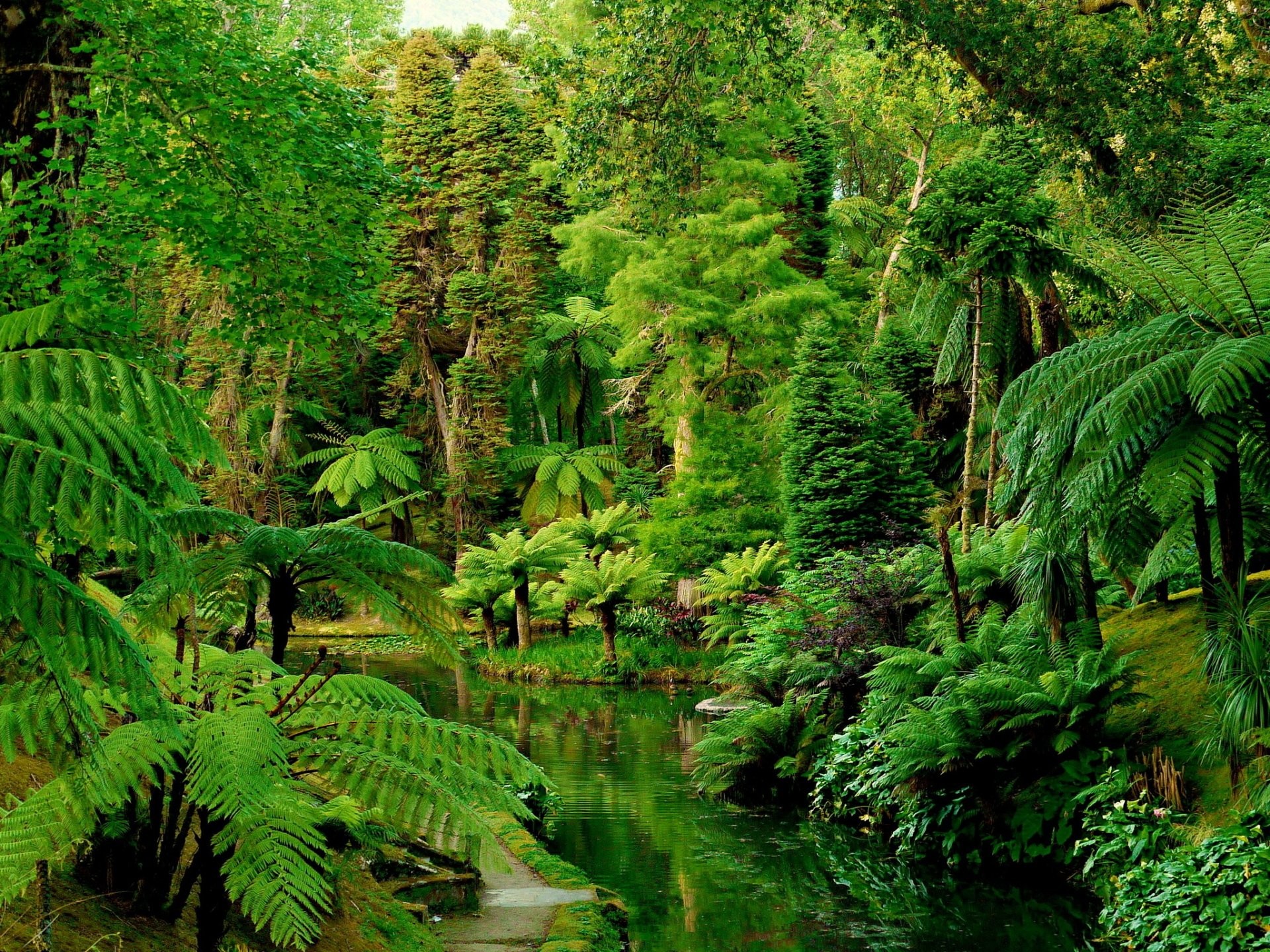 Rainforest Backgrounds 60 Images 