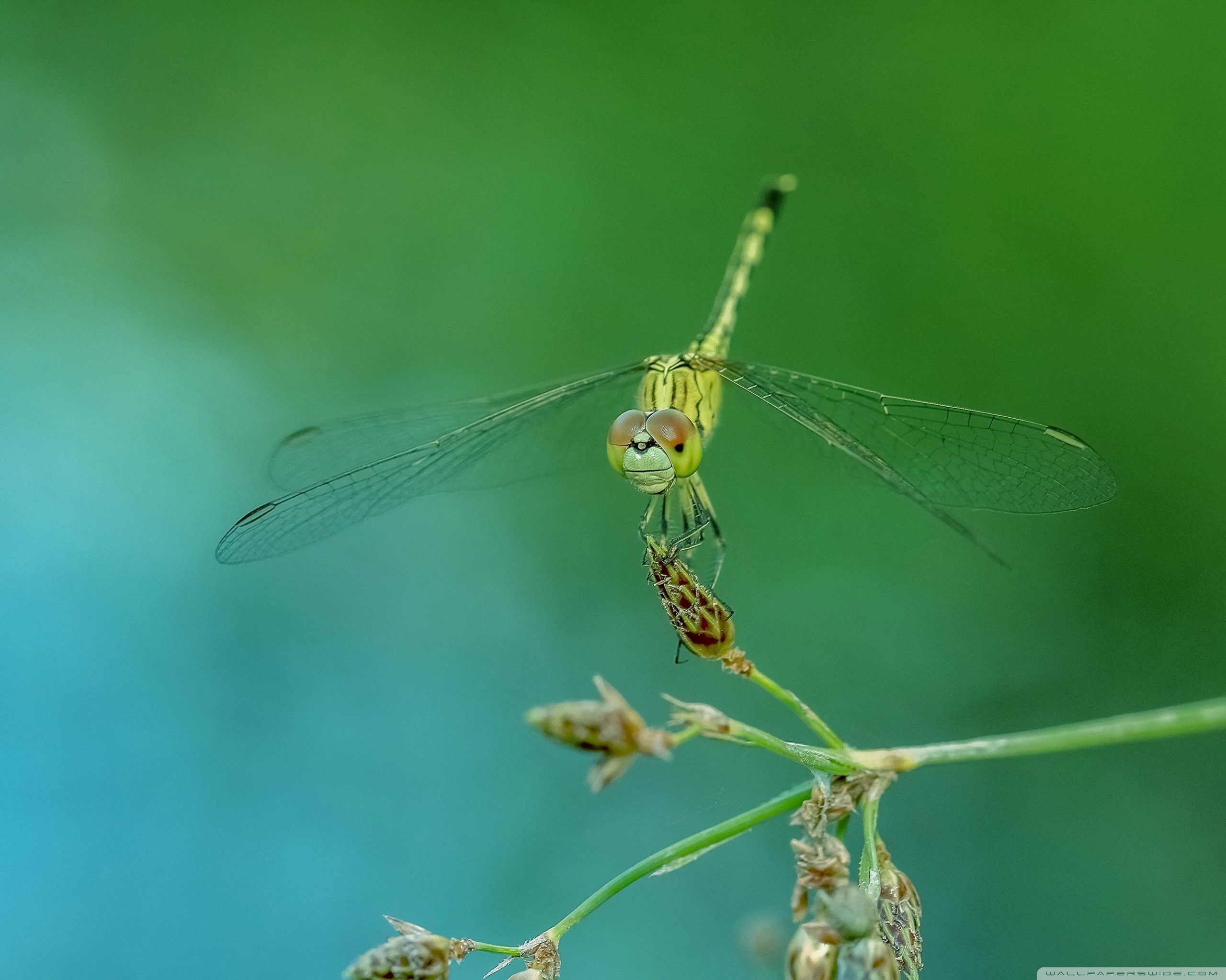 DragonfLy Wallpaper (68+ images)
