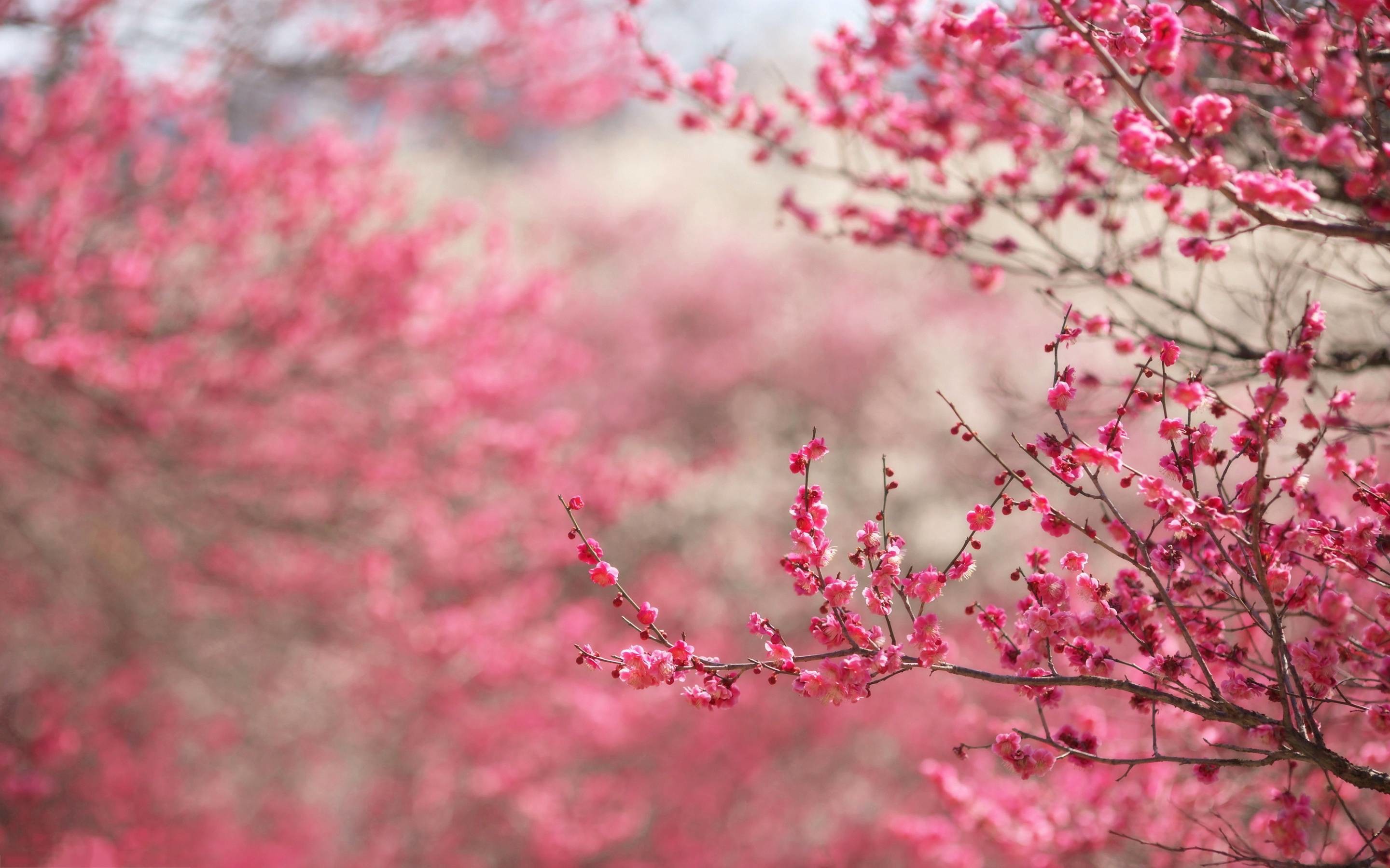 Cherry Blossom Background (68+ images)