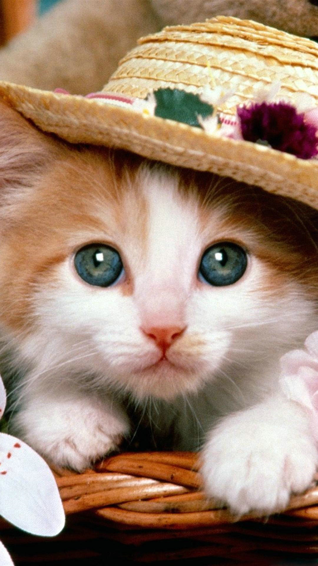 Cat HD Wallpapers 1080p (64+ images)