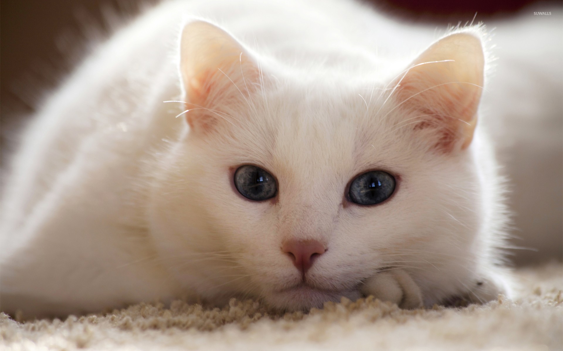 White Cats Wallpaper (75+ images)