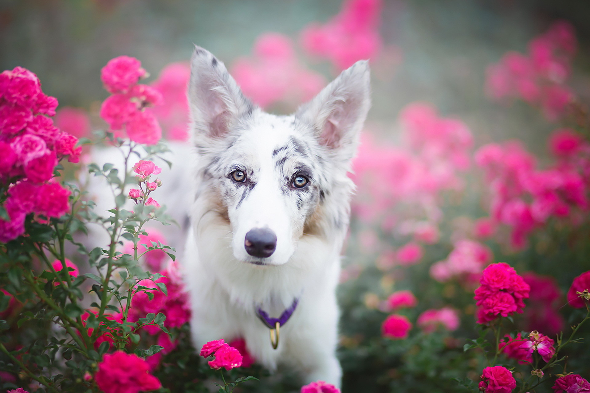Puppies and Flowers Wallpapers (63+ images)