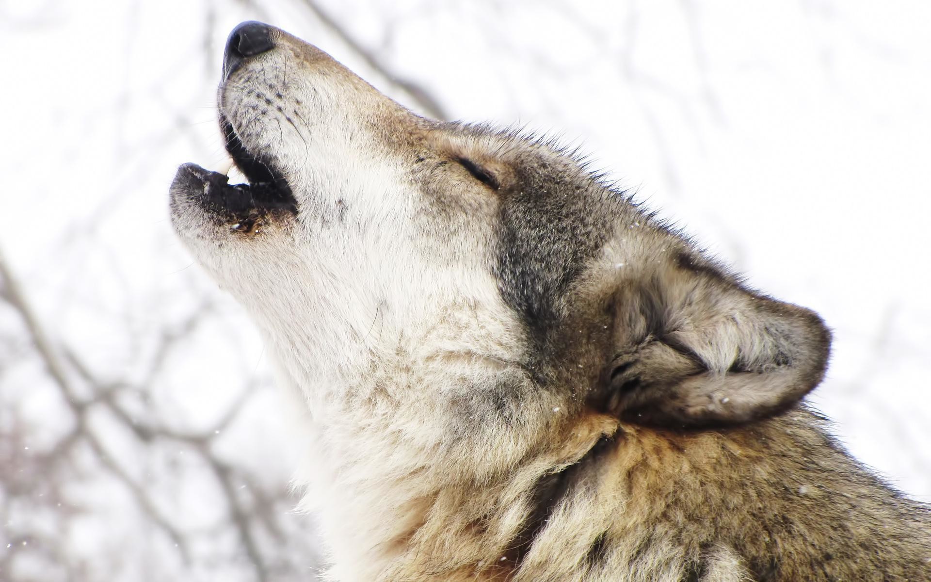 Wolves Howling Wallpaper 68 Images 