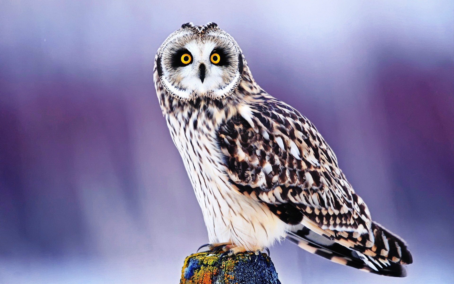 Owl Wallpapers High Resolution (64+ images)