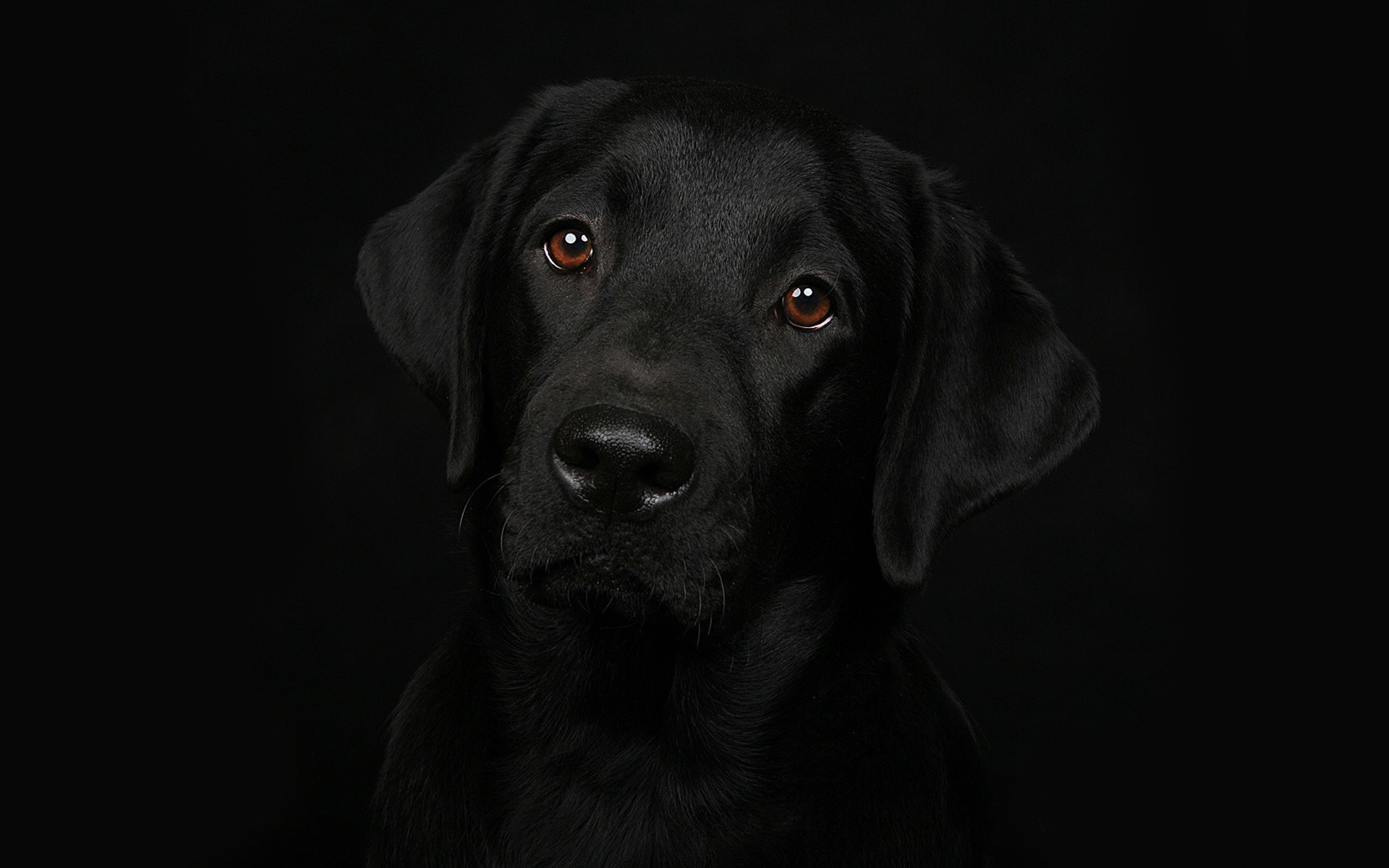 Black Lab Wallpaper (44+ images)