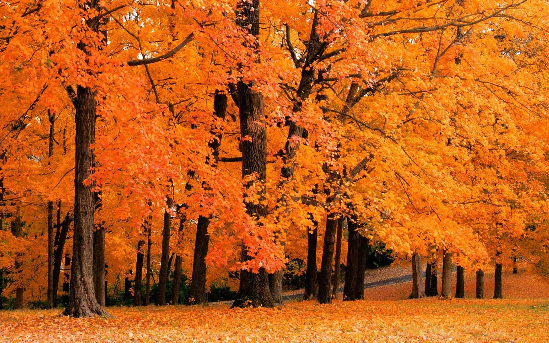 Hd Fall Colours Wallpapers 48 Images