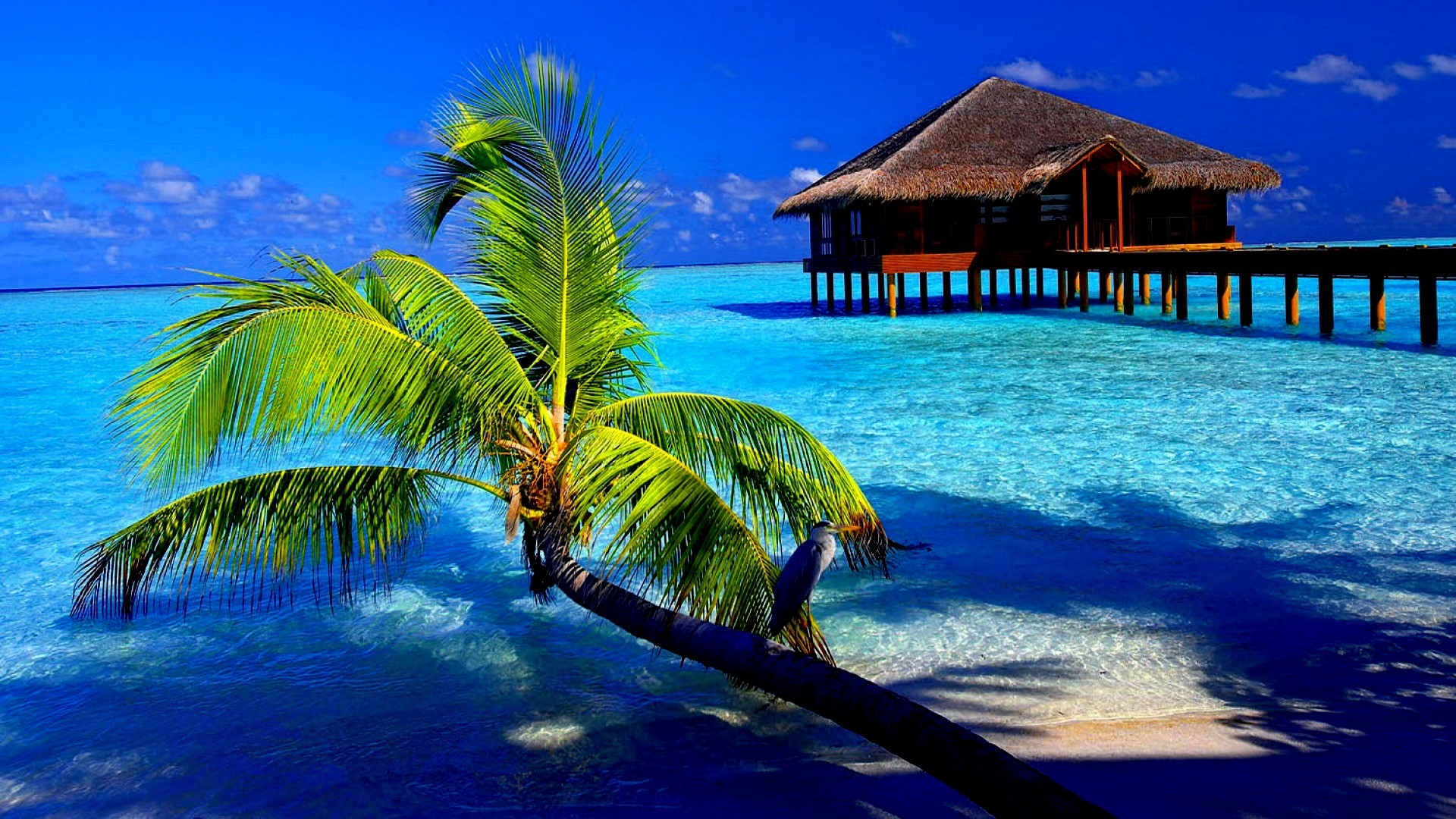 Tropical Screensavers and Wallpaper (50+ images)