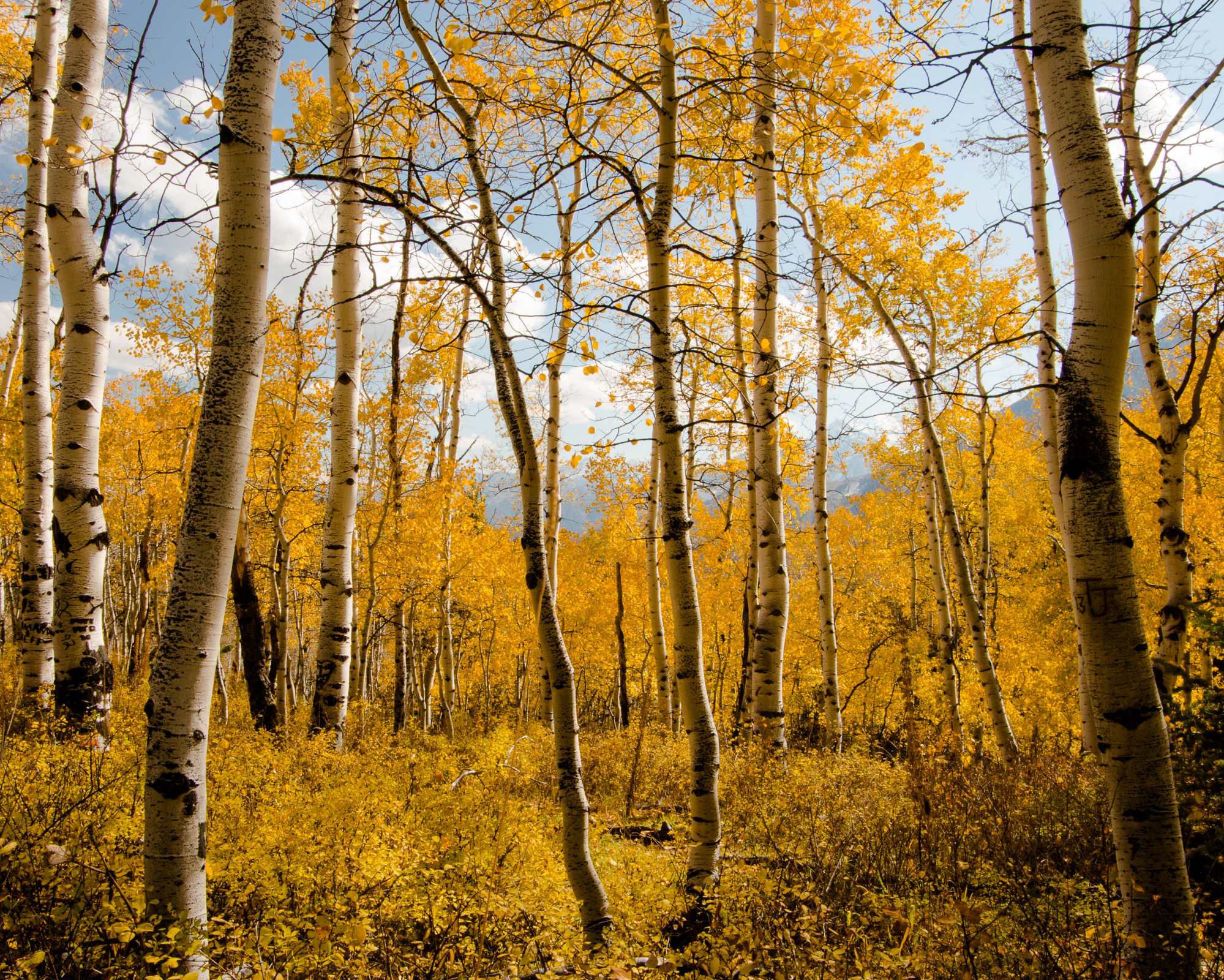 Aspen Tree Wallpaper (54+ images)