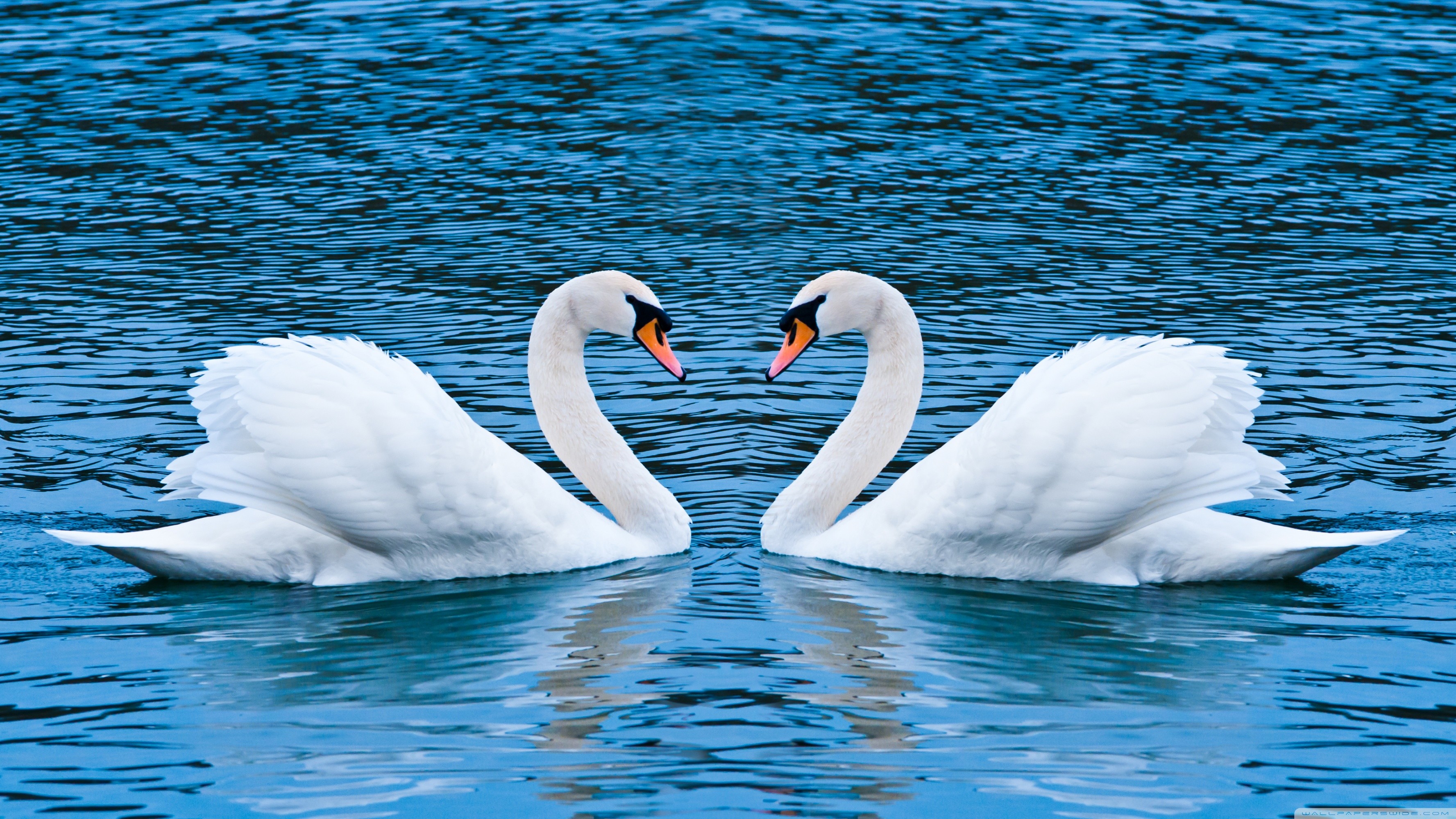 Swans Wallpaper (72+ images)
