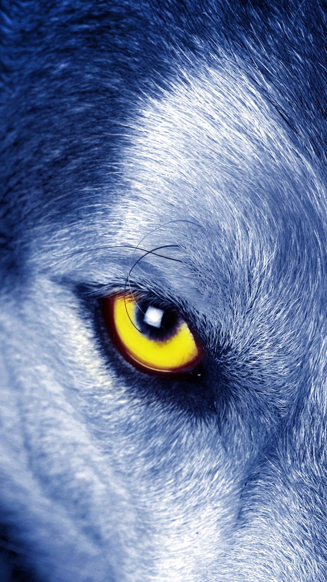 Featured image of post Wallpaper Iphone Wolf Black Wallpaper Iphone Wolf Animal : Select your favorite images and download them for use as wallpaper for your desktop or phone.