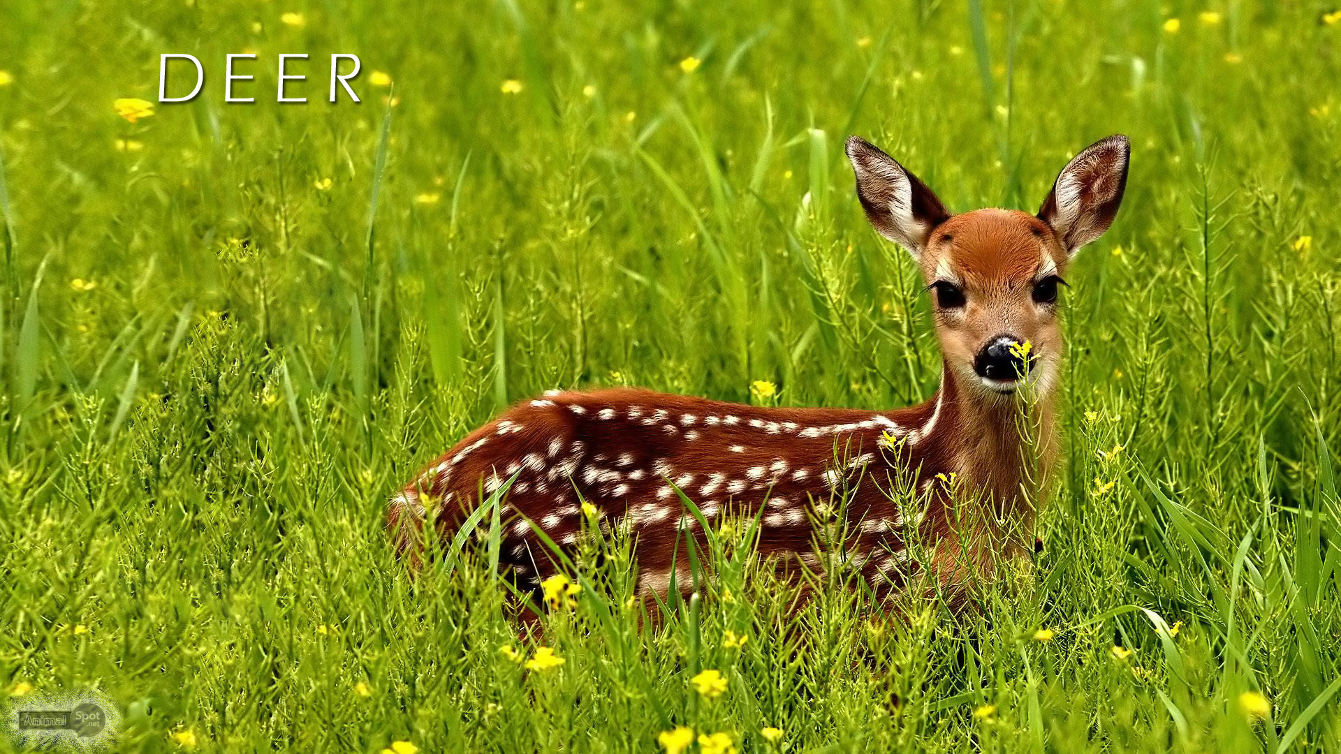 Deer Desktop Backgrounds (59+ images)