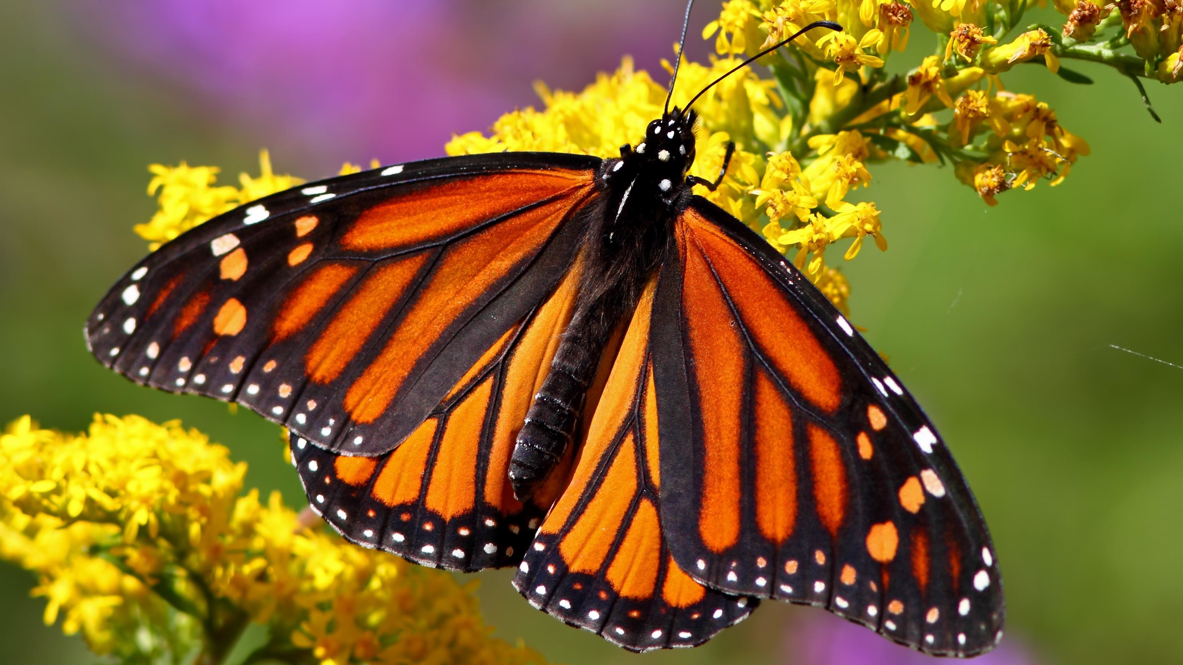 butterfly images download