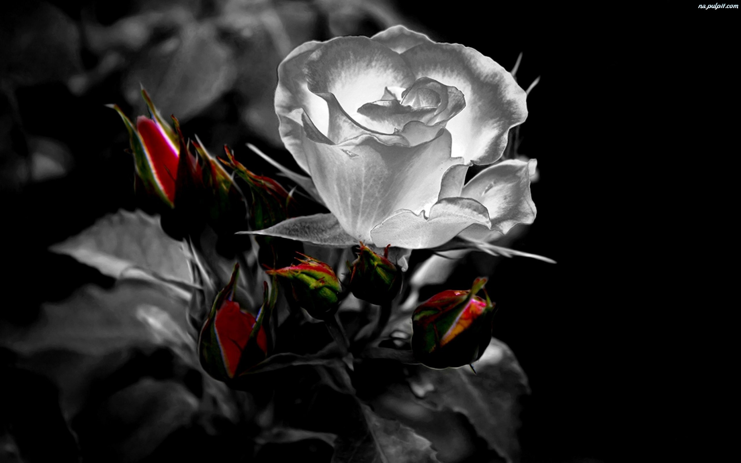 Gothic Roses Wallpaper (63+ images)