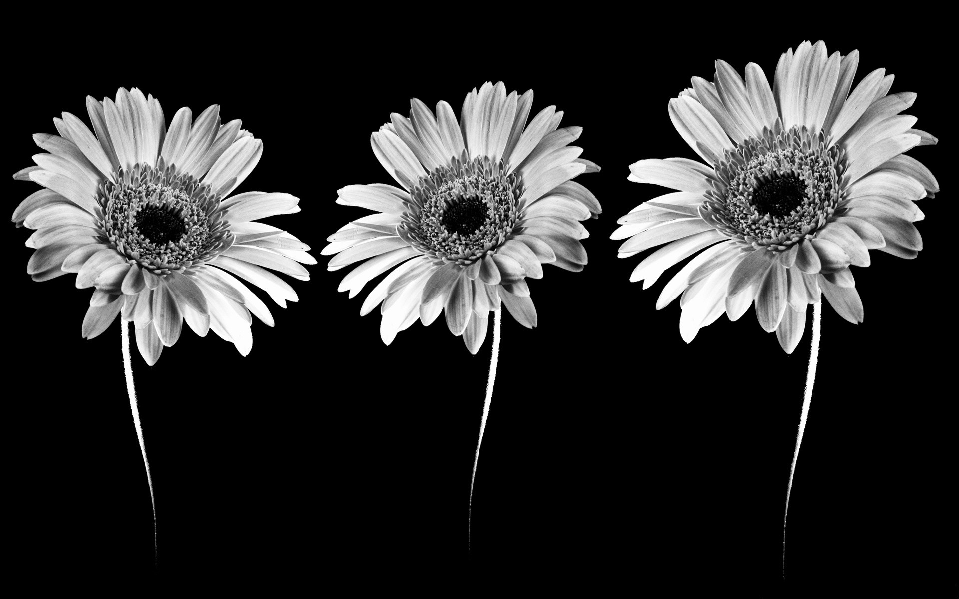 Black and White Flower Wallpaper (56+ images)