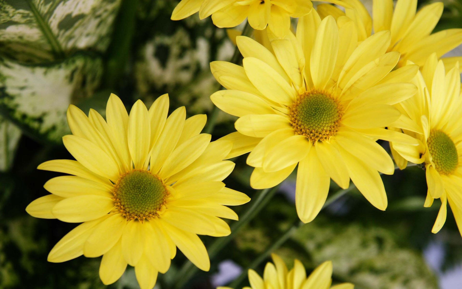 1920x1200 Yellow Color Flowers