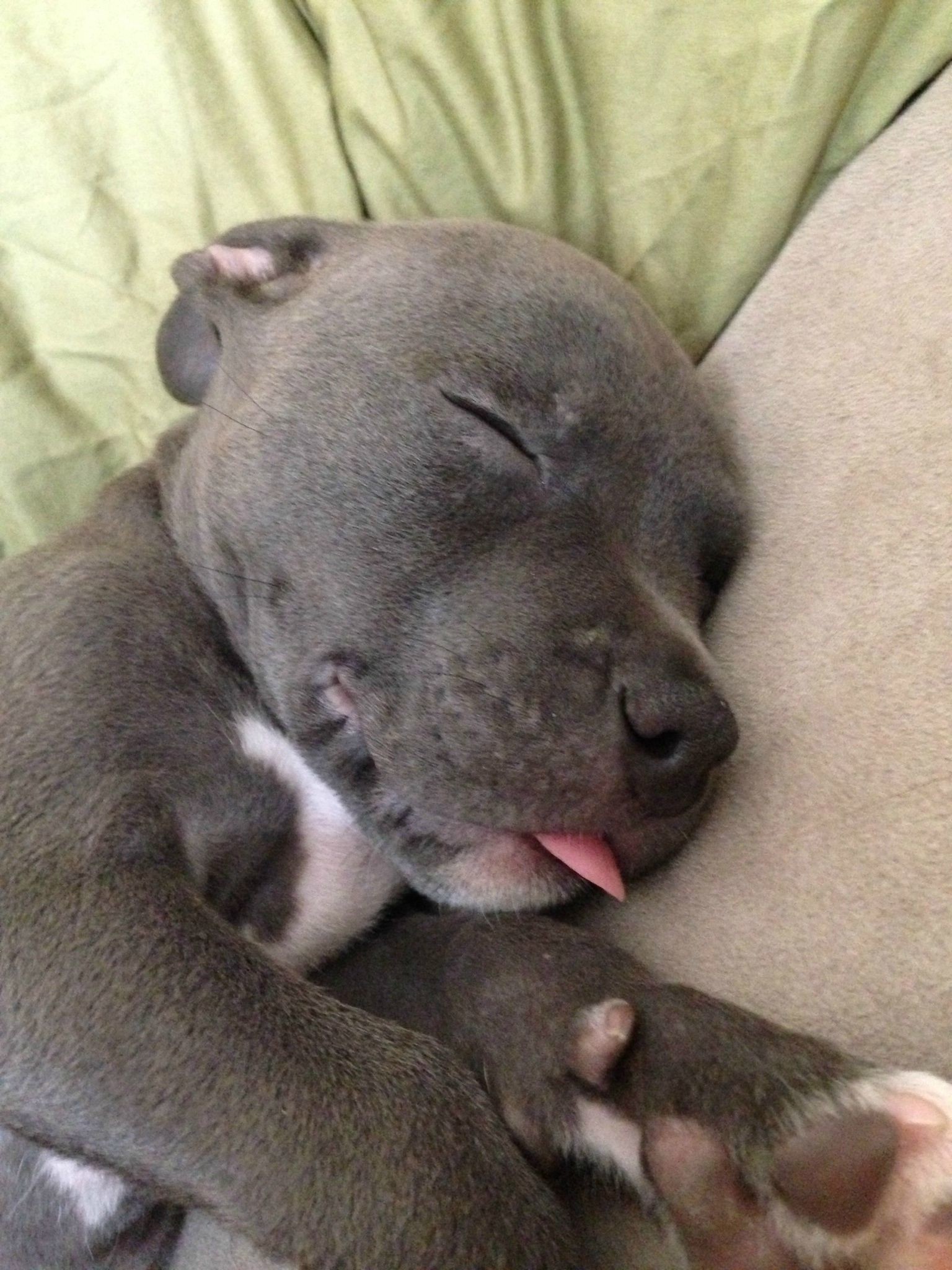 1536x2048 7 week old blue-nose pitbull likes to sleep with his tongue out, gah