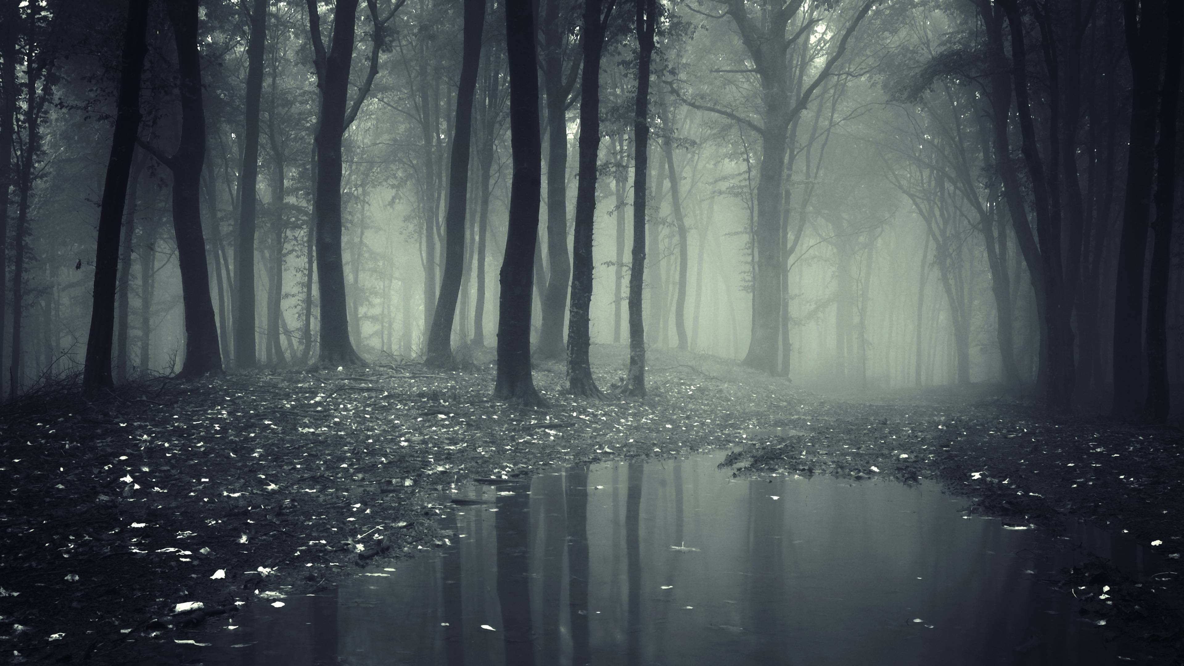 3840x2160 Creepy Dark Forest HD Wallpapers - High Definition Wallpapers