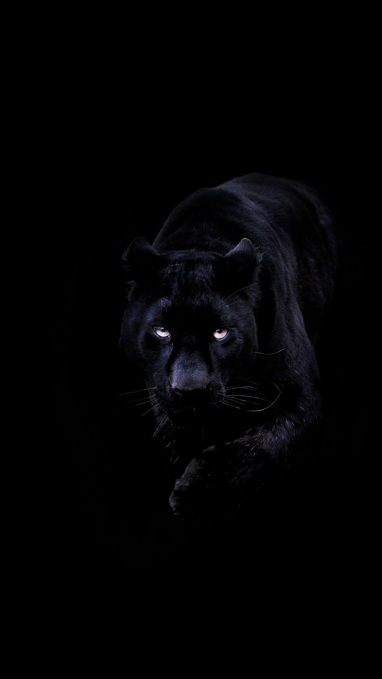 1242x2208 bd93-animal-dark-black-pahter-art-illustration