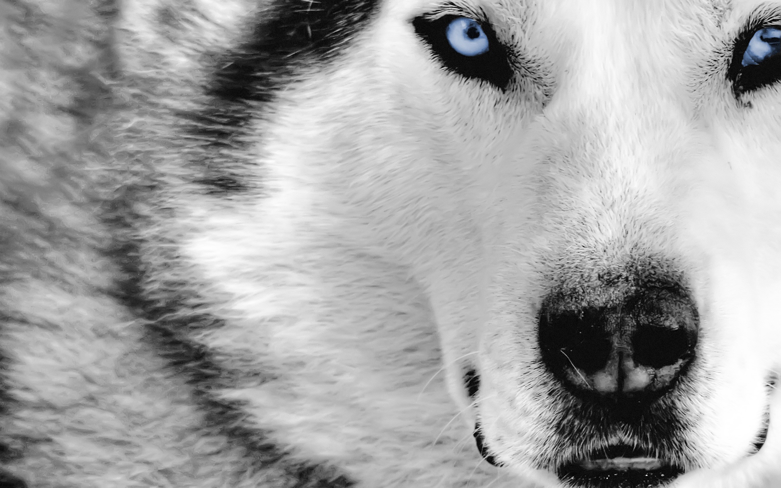 2560x1600 Winter wolves Dogs Animals Background Wallpapers on Desktop