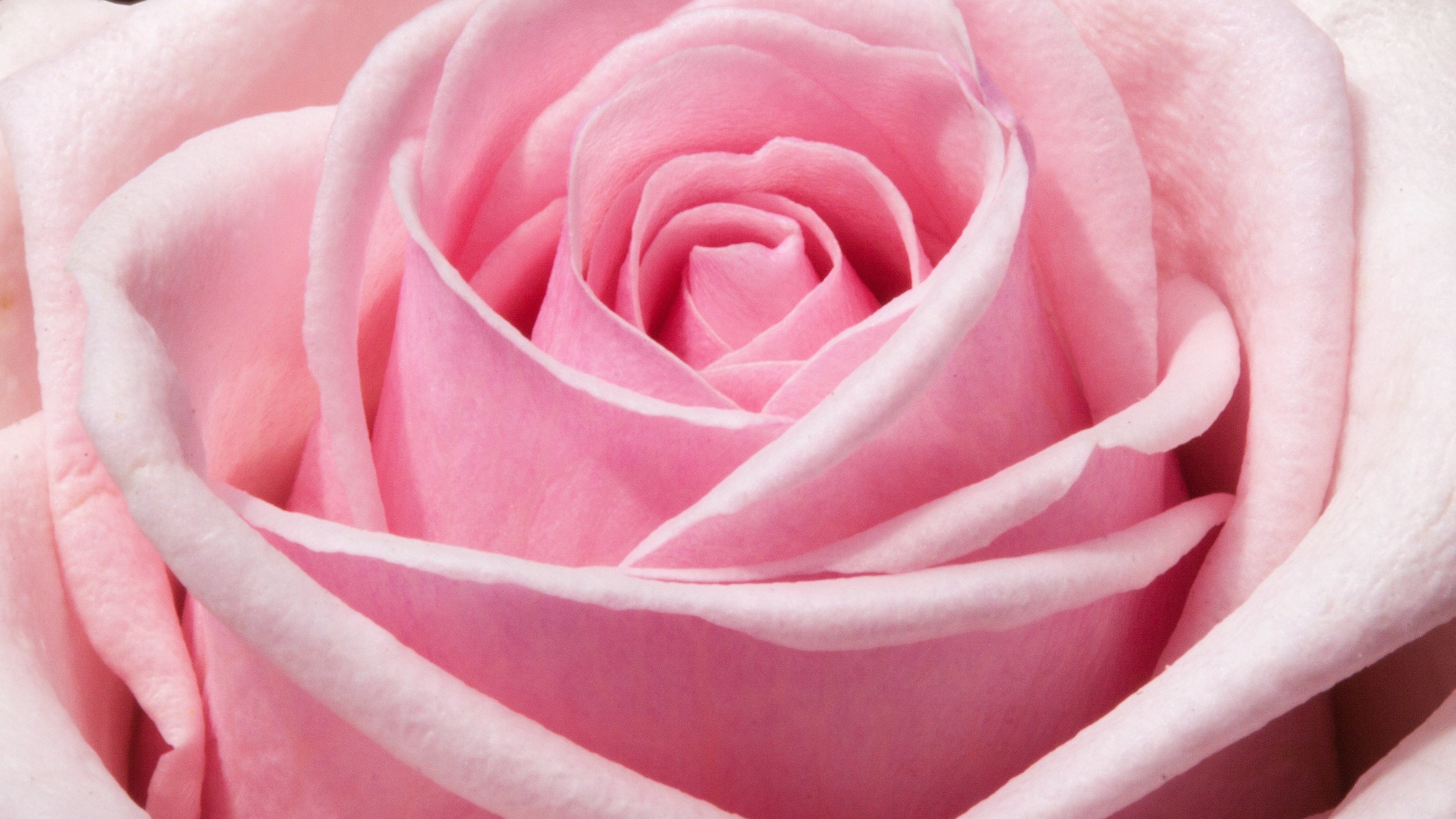 3840x2160 Pink Rose