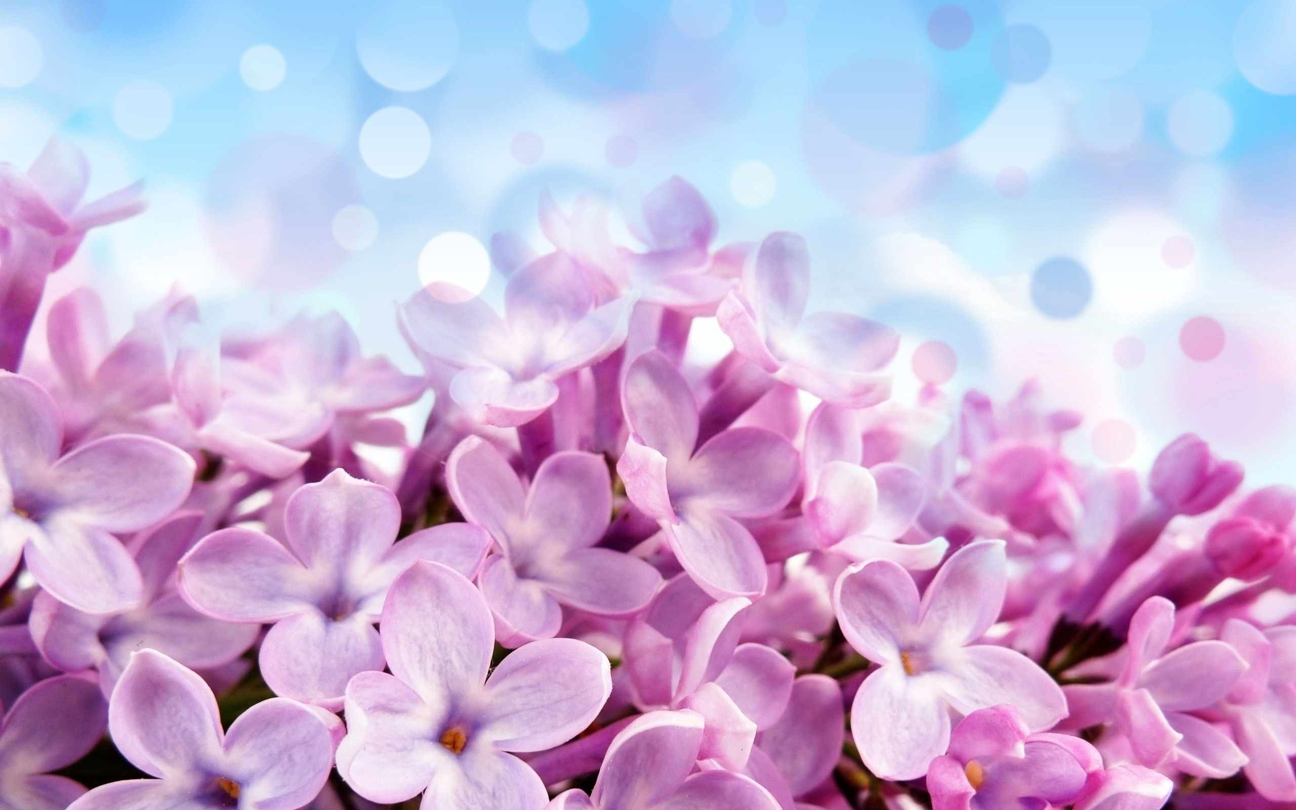 2560x1600 Purple lilac flowers with a blue background. HD Wallpapers