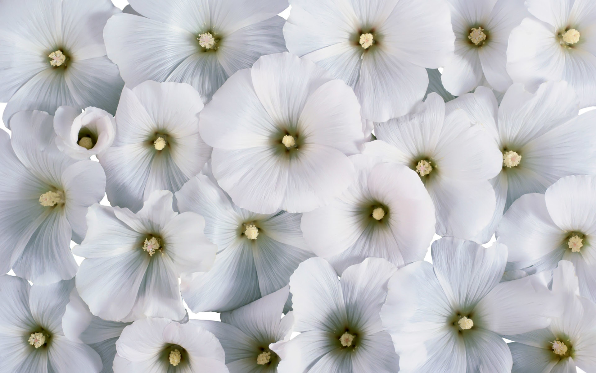 1920x1200 Cool White Flowers
