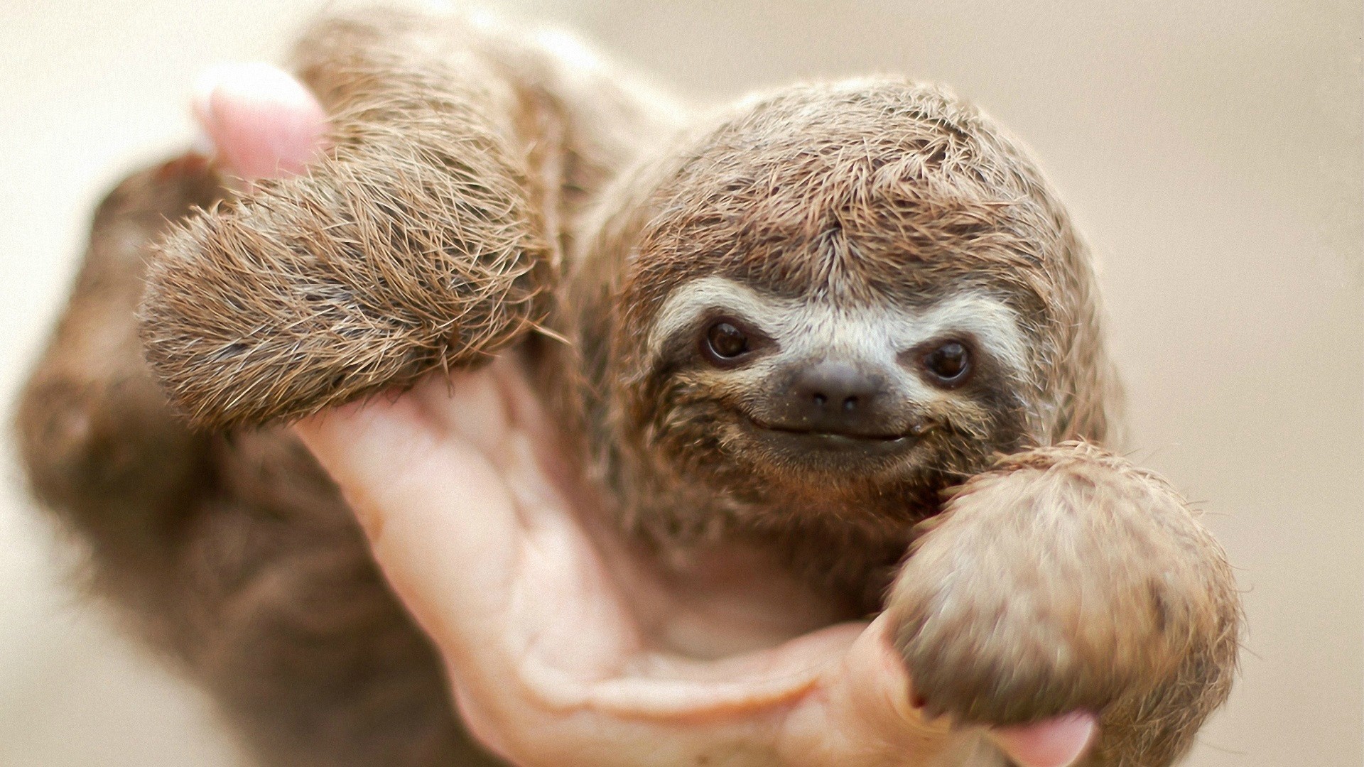 1920x1080 Baby sloth - Sloths Photo (36191129) - Fanpop fanclubs