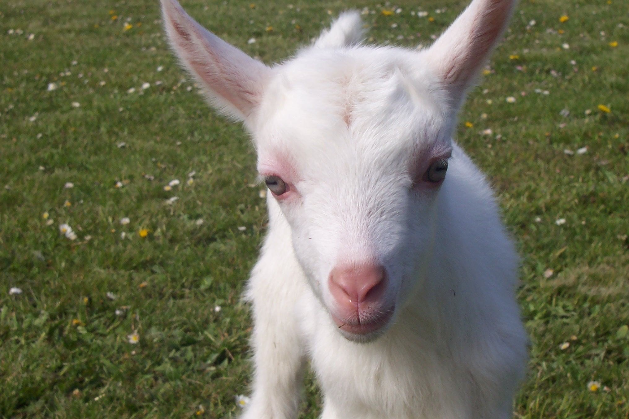 2032x1354 Wallpapers Backgrounds - baby goat wallpaper