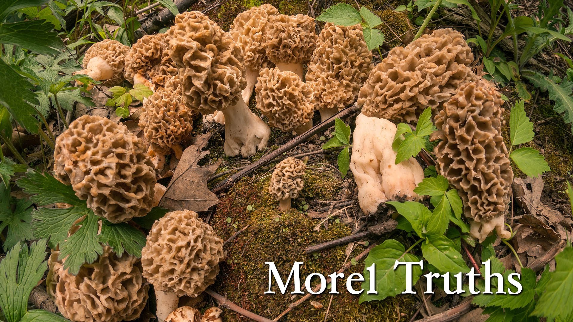 1920x1080 The mother load of morel mushrooms under one tree RAW video