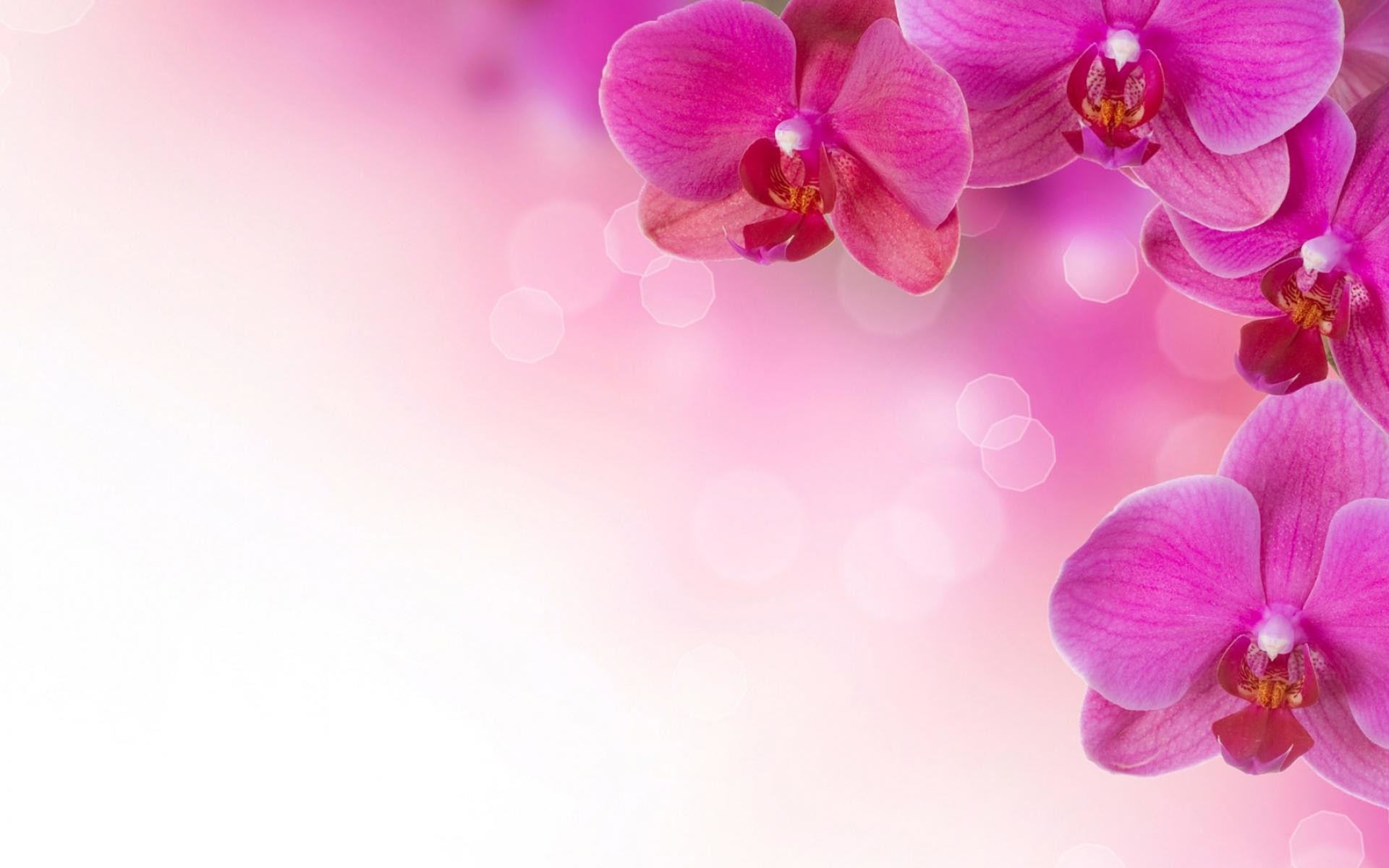 1920x1200 Pink Flower Backgrounds - Wallpaper Cave