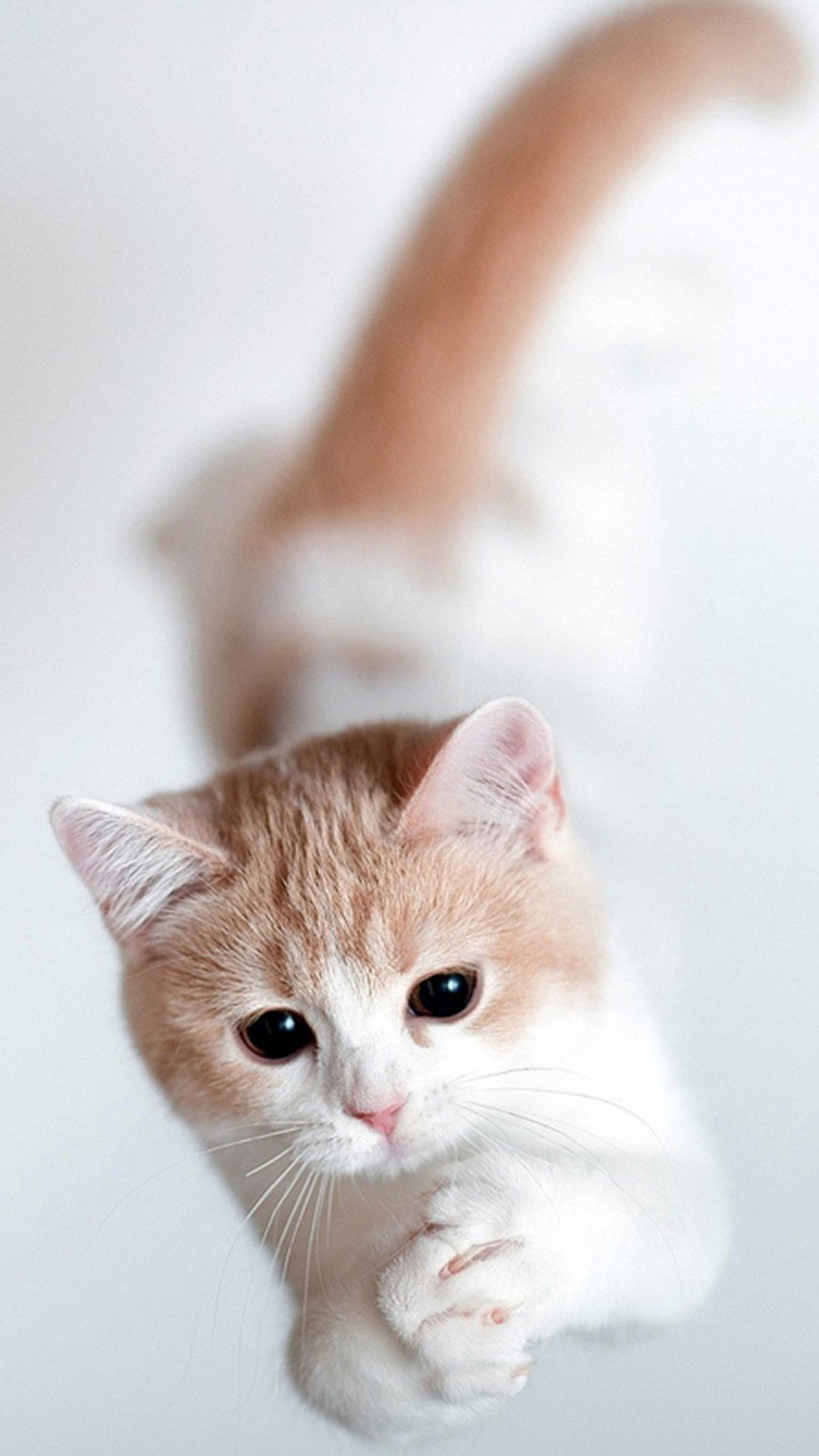 1080x1920 Cute Cats with Galaxy Background. Wallpaper For ...