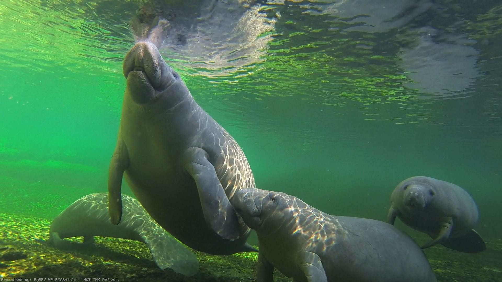 1920x1080 os-manatees-central-florida-pictures-1920%C3%971080-
