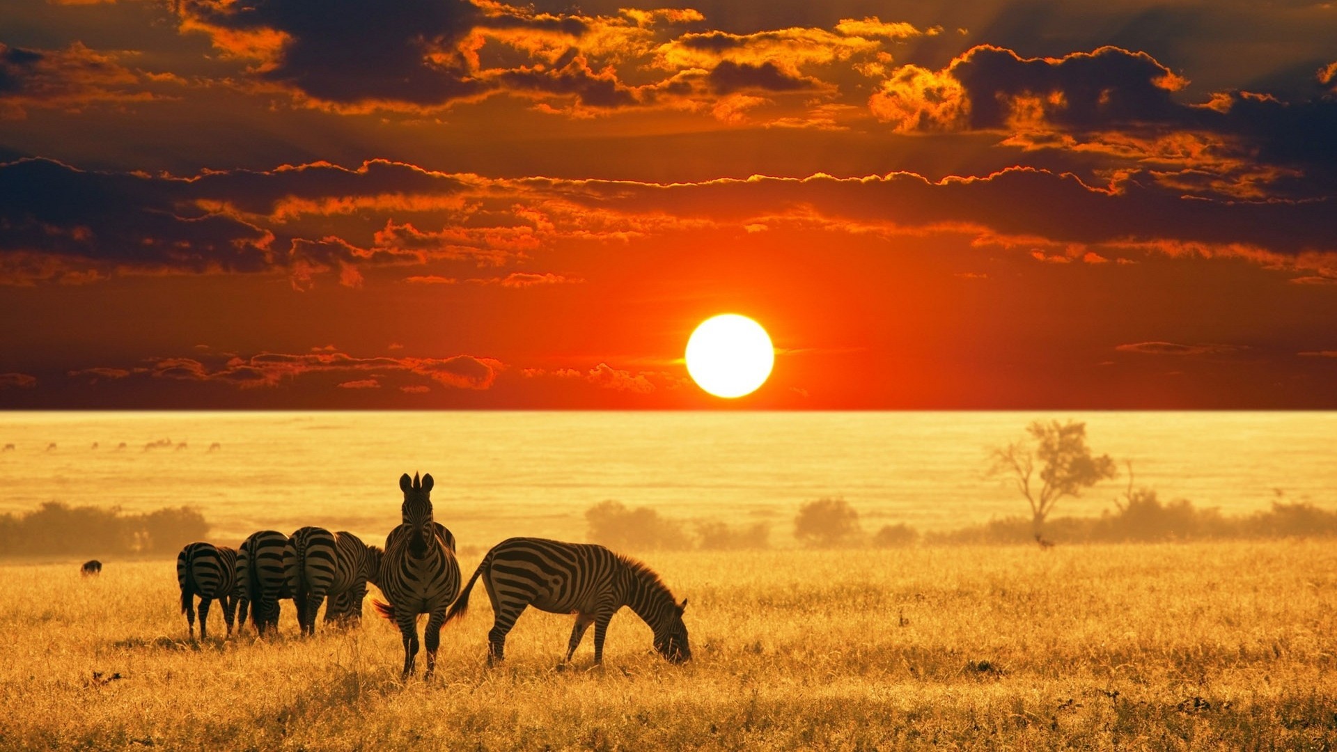 1920x1080 african safari animals wallpaper hd hd wallpapers desktop images download  free colourful 4k picture artwork lovely 1920Ã1080 Wallpaper HD