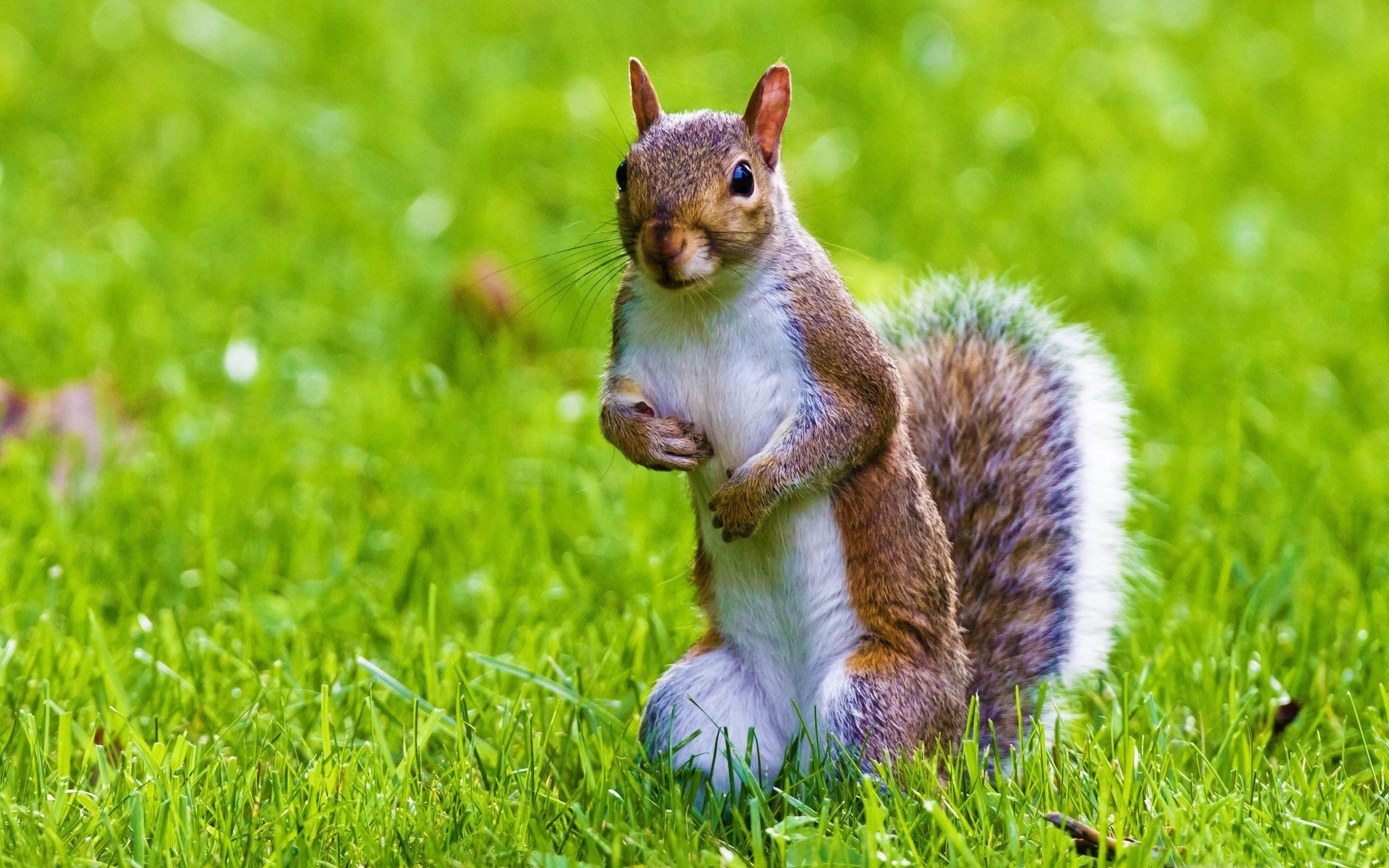 2560x1600 cute squirrel wild animal desktop wallpaper | HD Wallpapers