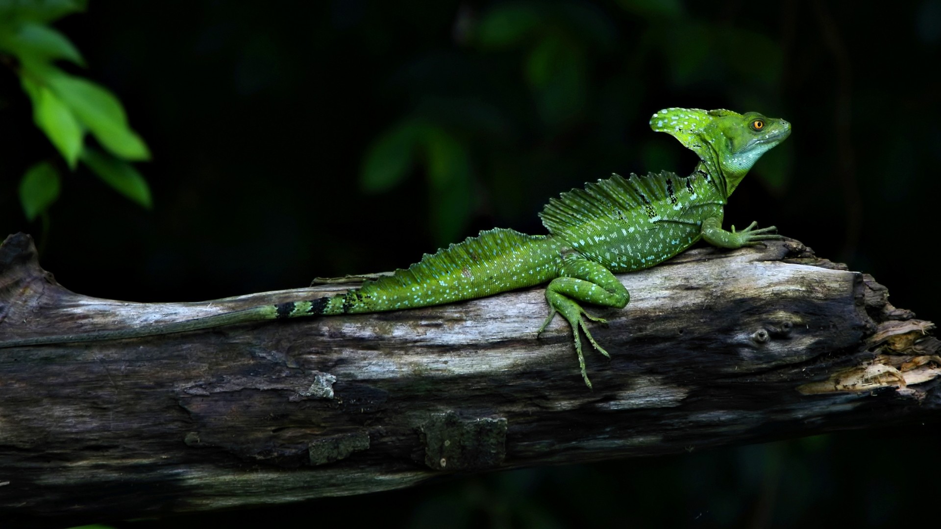 1920x1080 Green Reptile Hd Wallpapers Cool Desktop Background Pictures