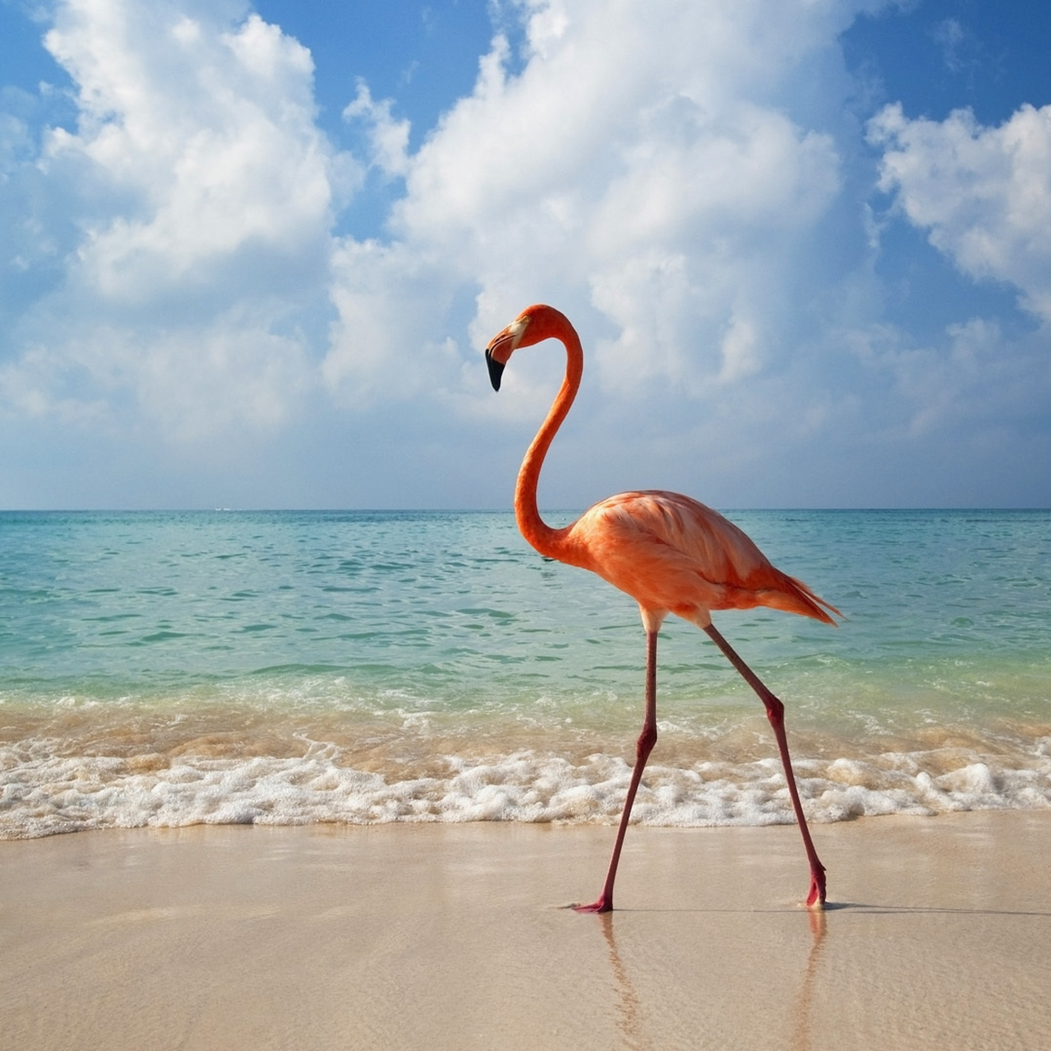 2048x2048 Preview wallpaper flamingo, bird, beach, sea 