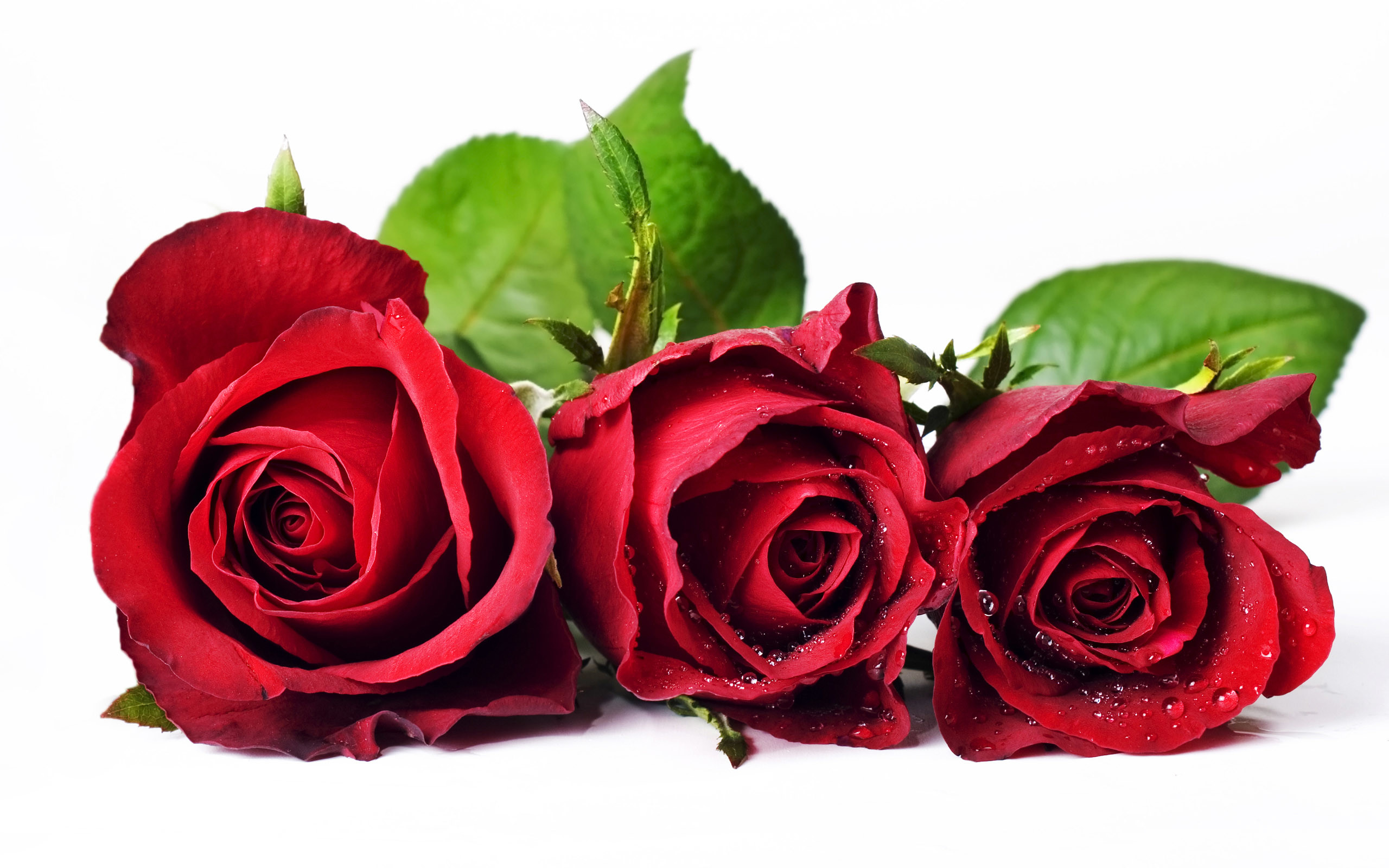 2560x1600 Thorn Less Red Roses - Top Secret Taj Mahal Roses