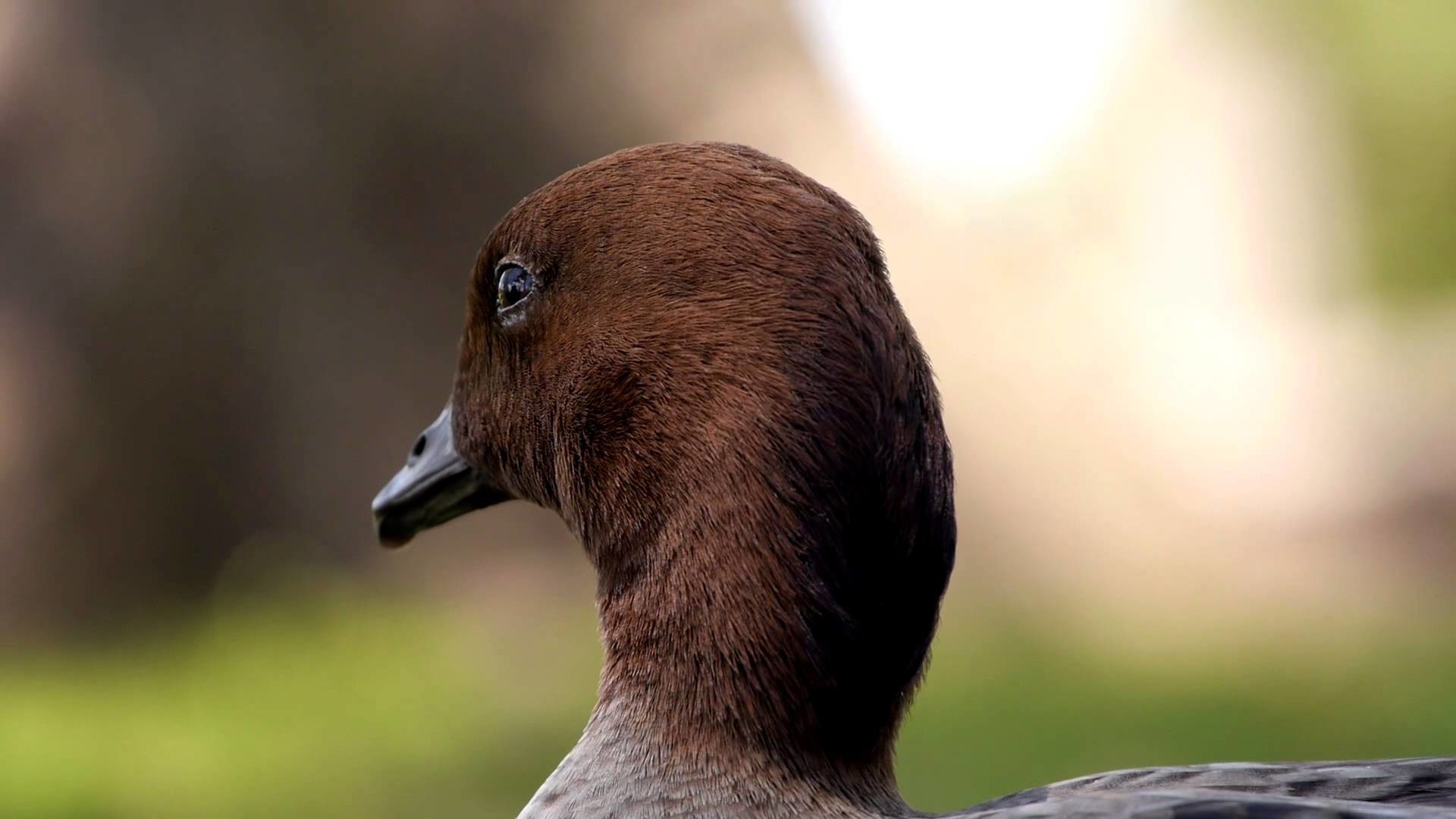 1920x1080 Head of an Australian Wood Duck, Maned Duck or Maned Goose (Chenonetta  jubata â)