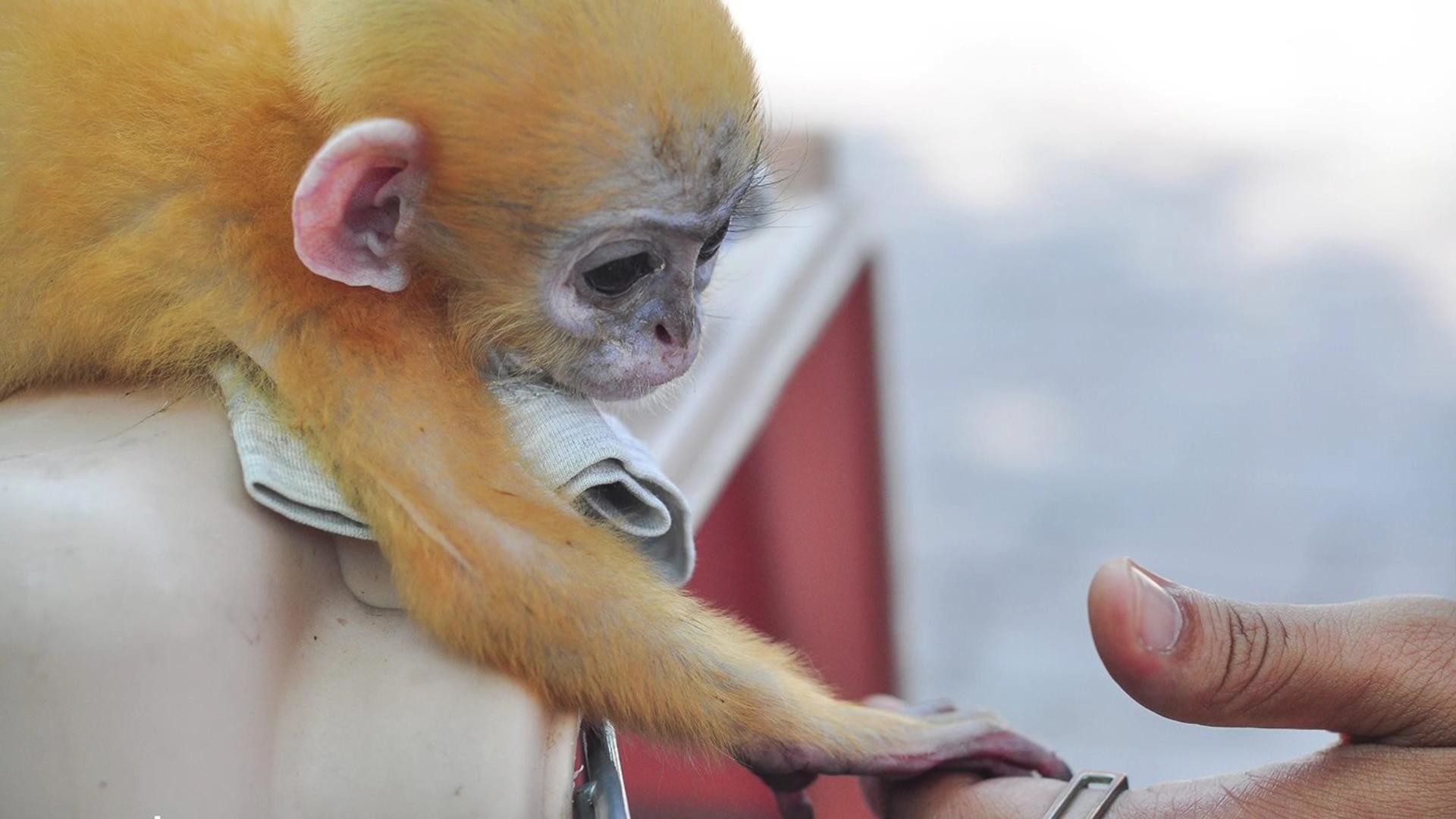 1920x1080 Orphaned Baby Monkey Won't Let Go of Man Who Saved Him