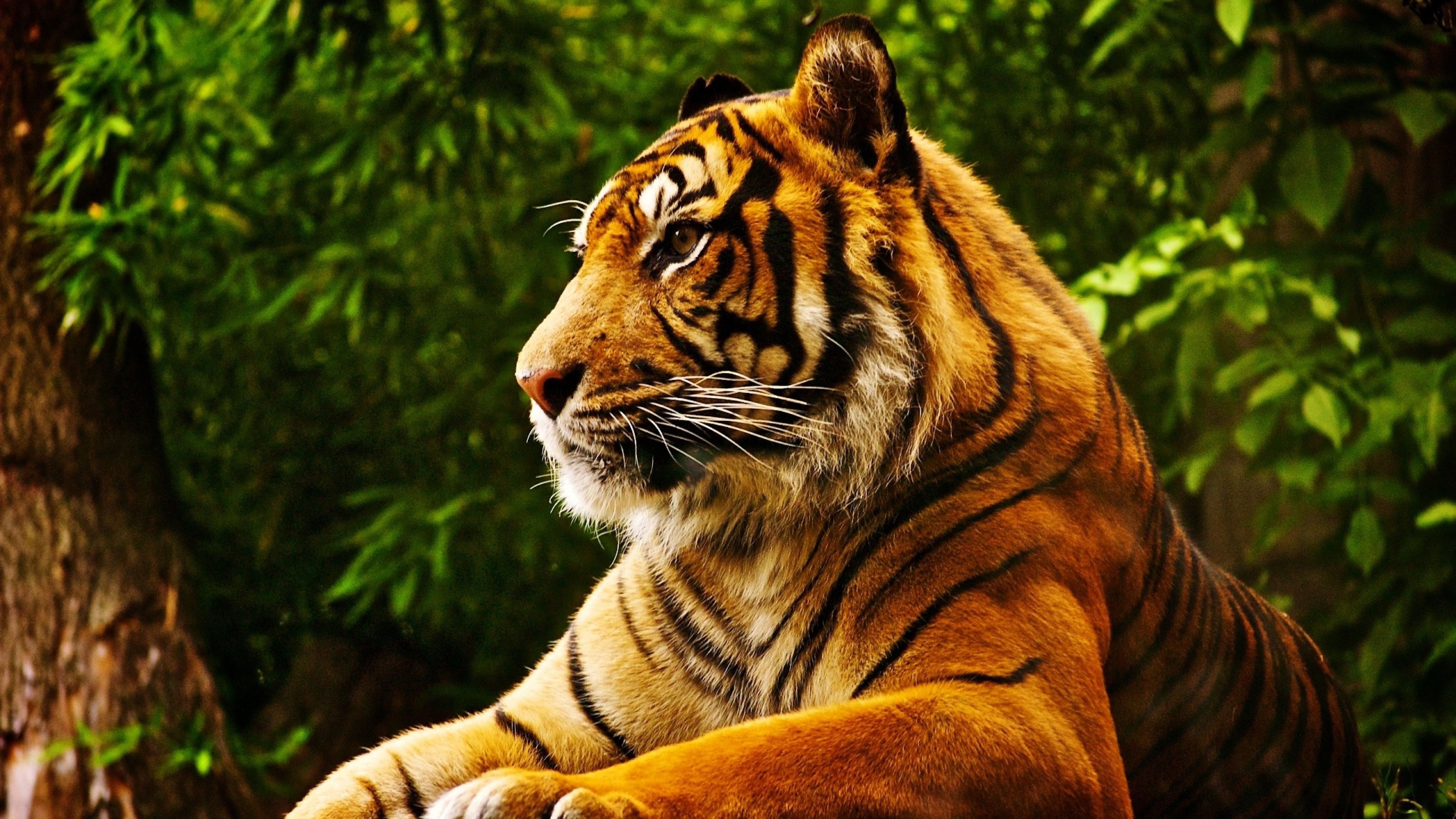 Tiger Staring Wallpapers | Wallpapers HD