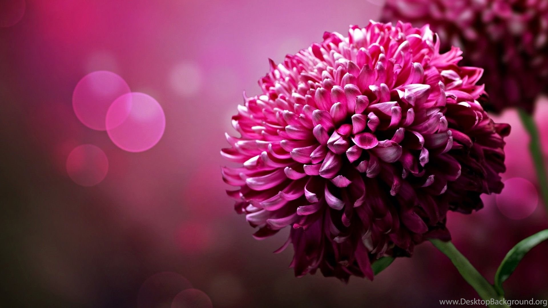 1920x1080 Hd Wallpapers Beautiful Flowers Backgrounds Wallpapers For Your .