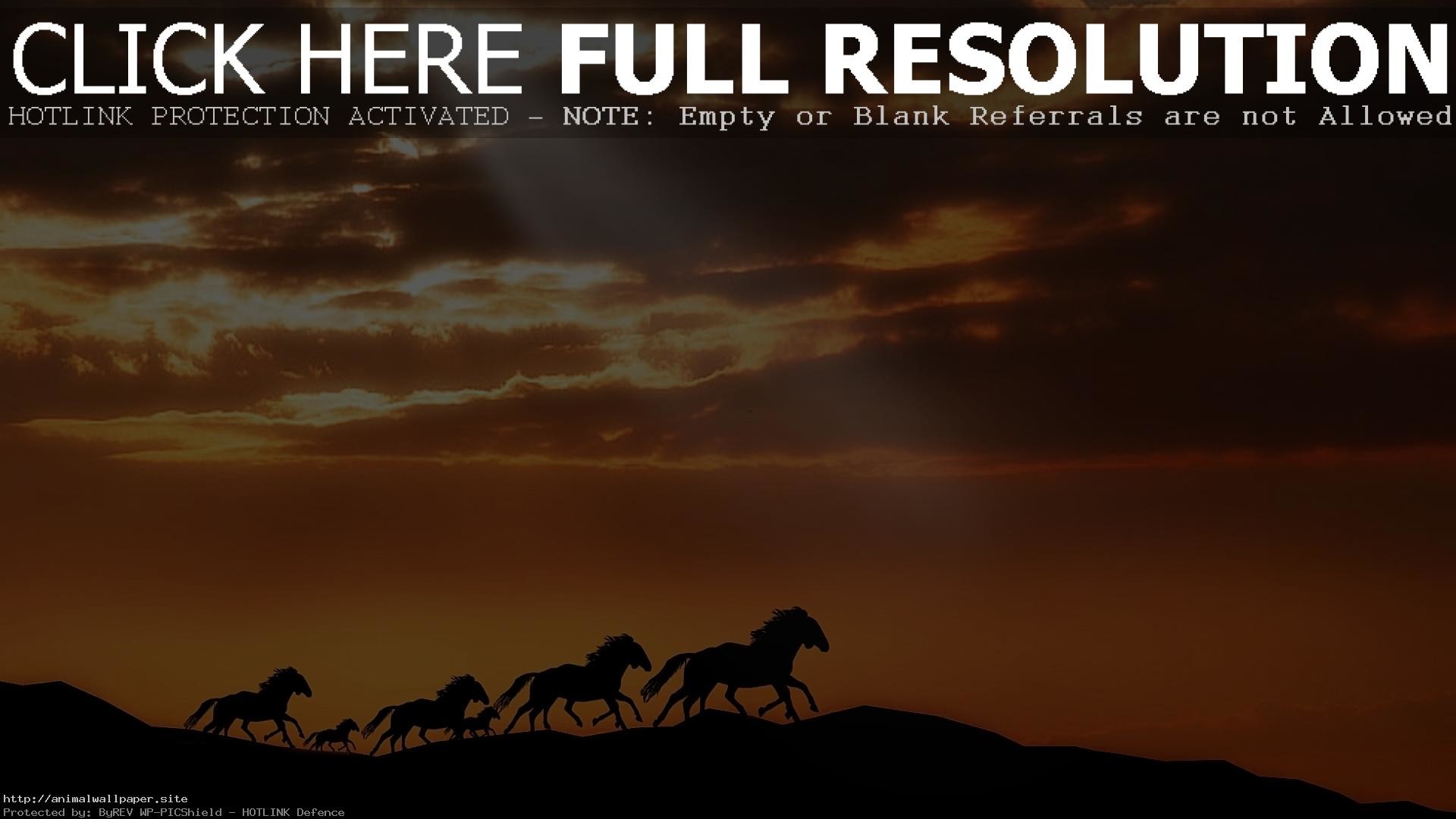 1920x1080 Coolest Horses Running In The Sunset Wallpaper