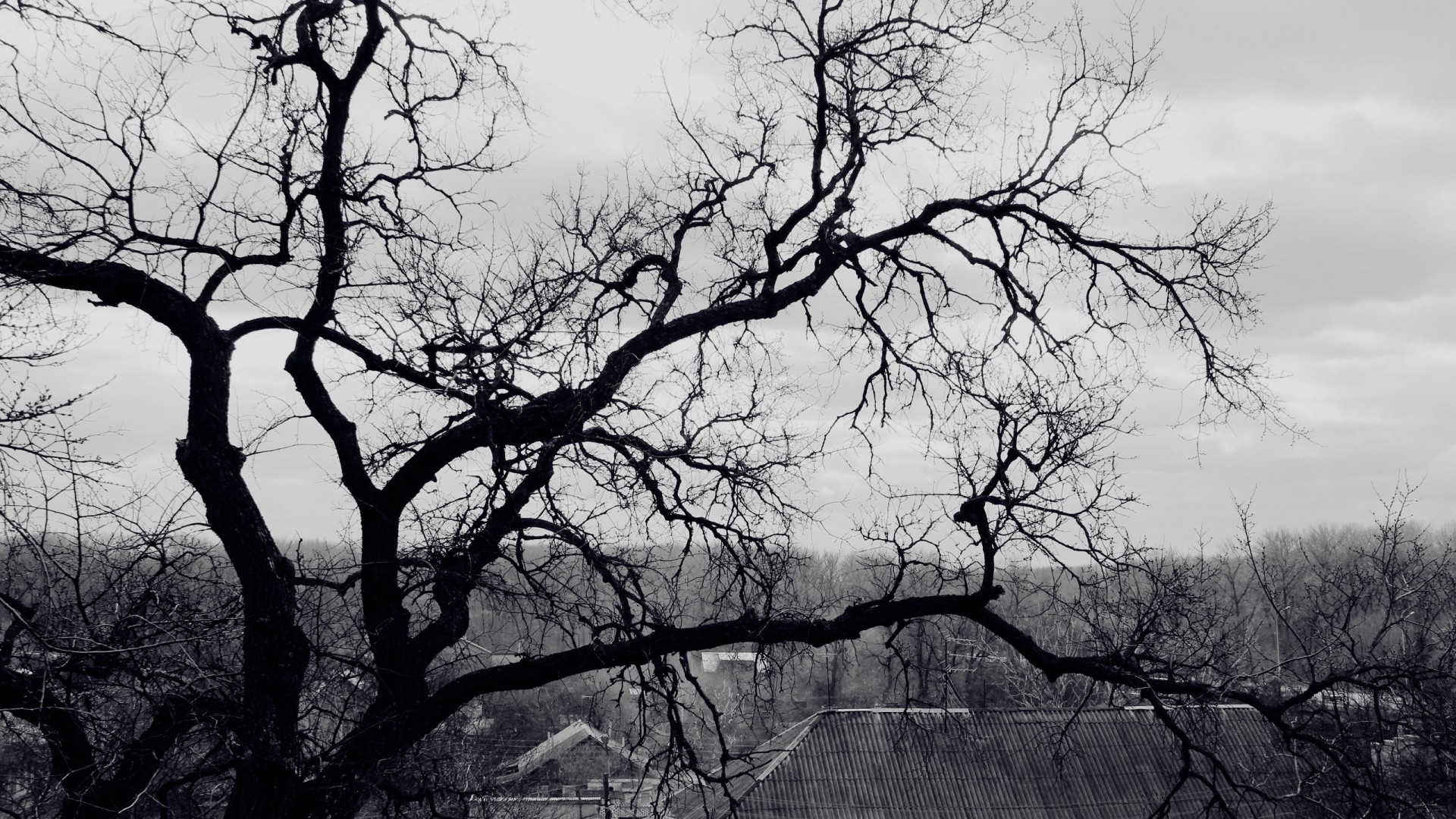 1920x1080 Tree wallpapers HD branches black and white roof terribly gloomy.