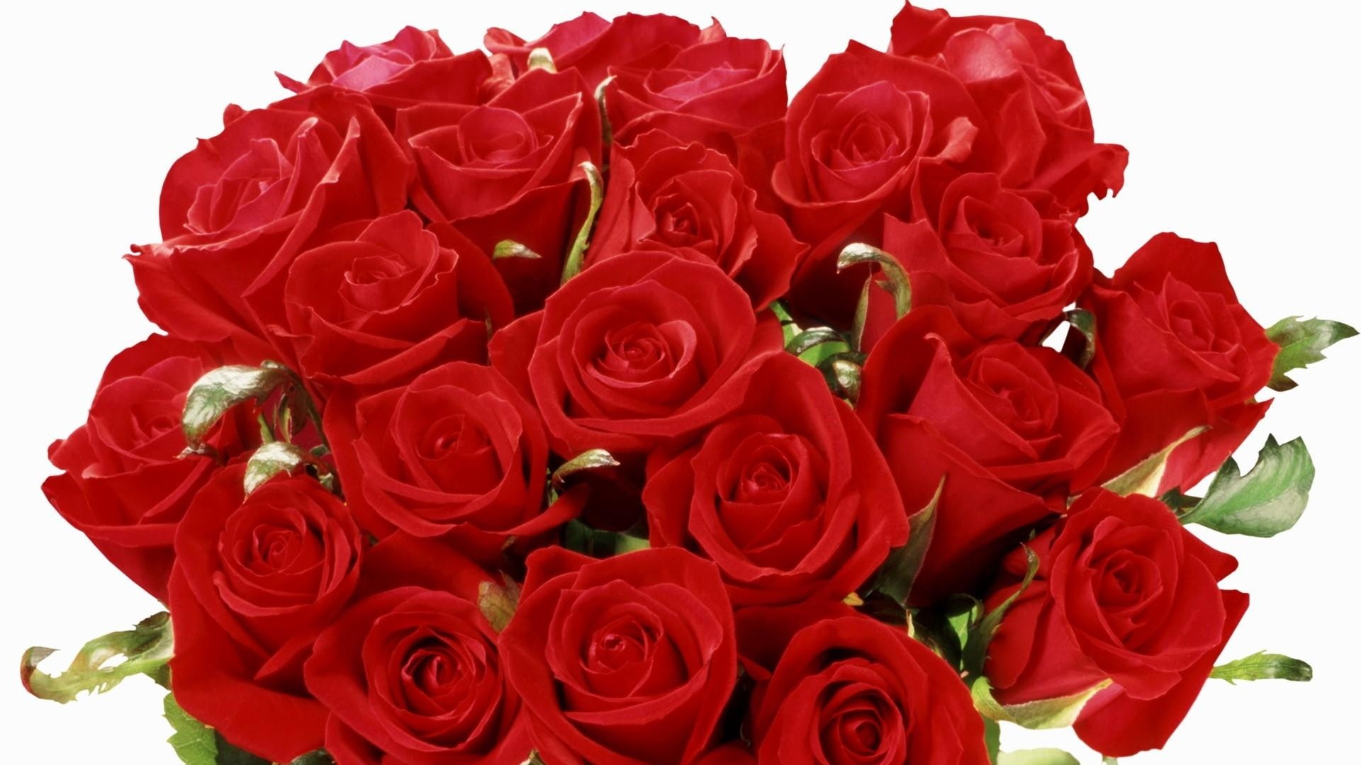 1920x1080  Wallpaper roses, flowers, bouquet, red, elegant, white background