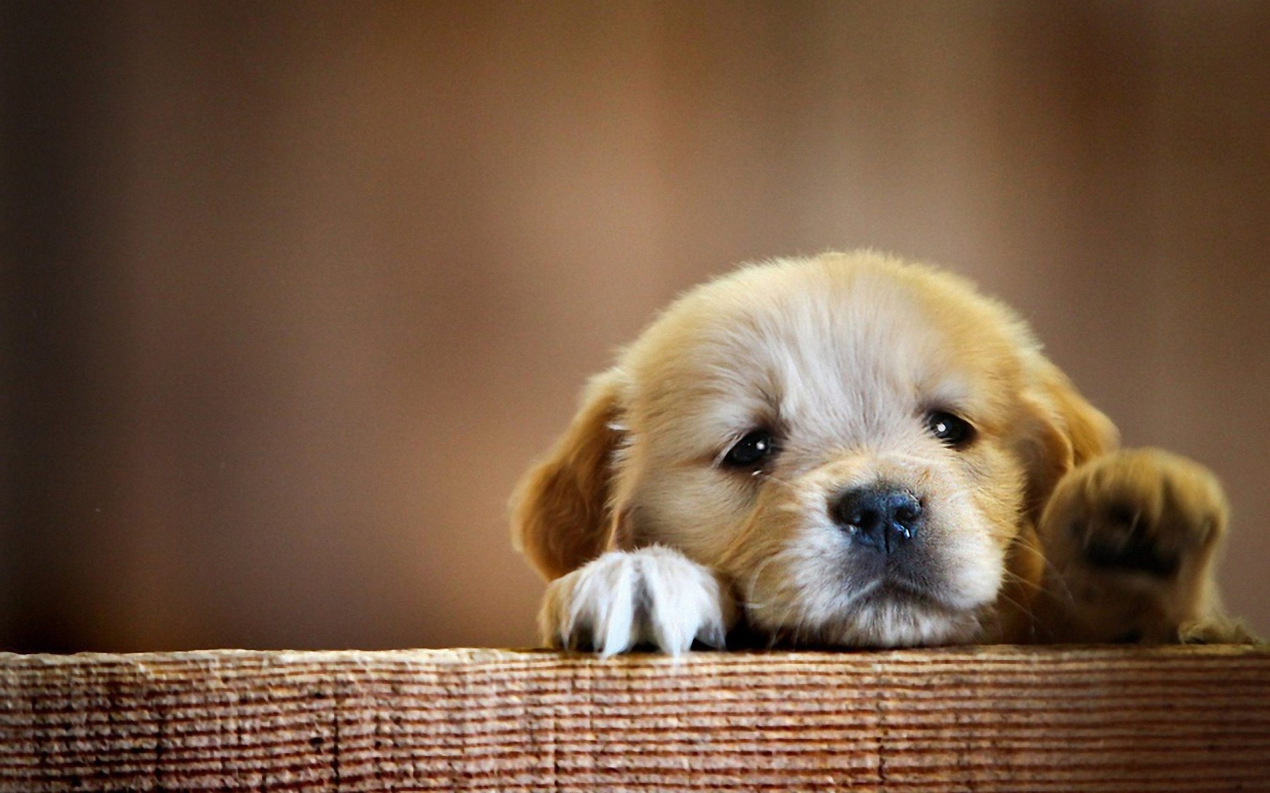 Cutest Wallpapers Ever 59 pictures