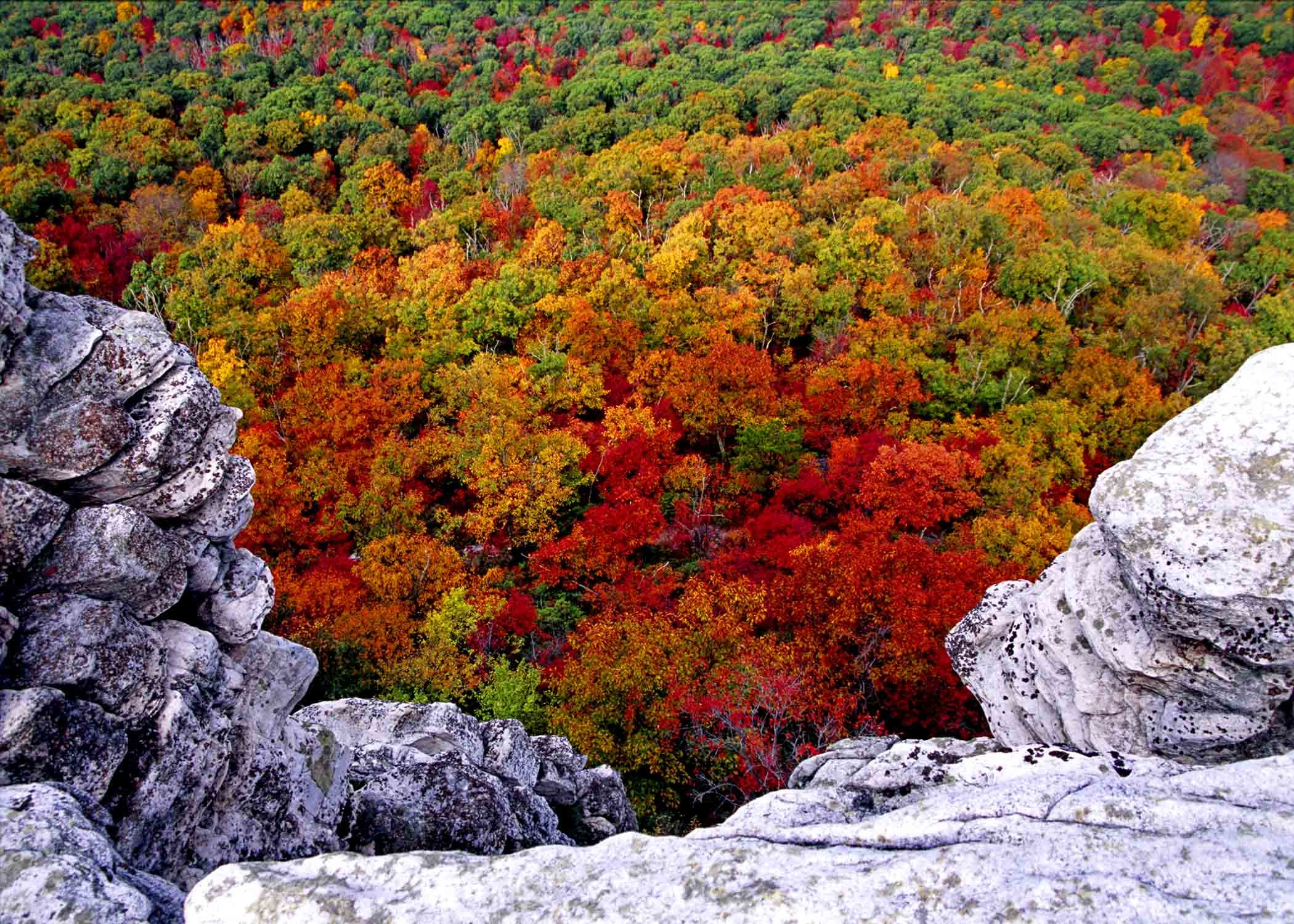 2100x1500 West Virginia State Tree | Rocks Trees , West Virginia Desktop Wallpapers  and Backgrounds