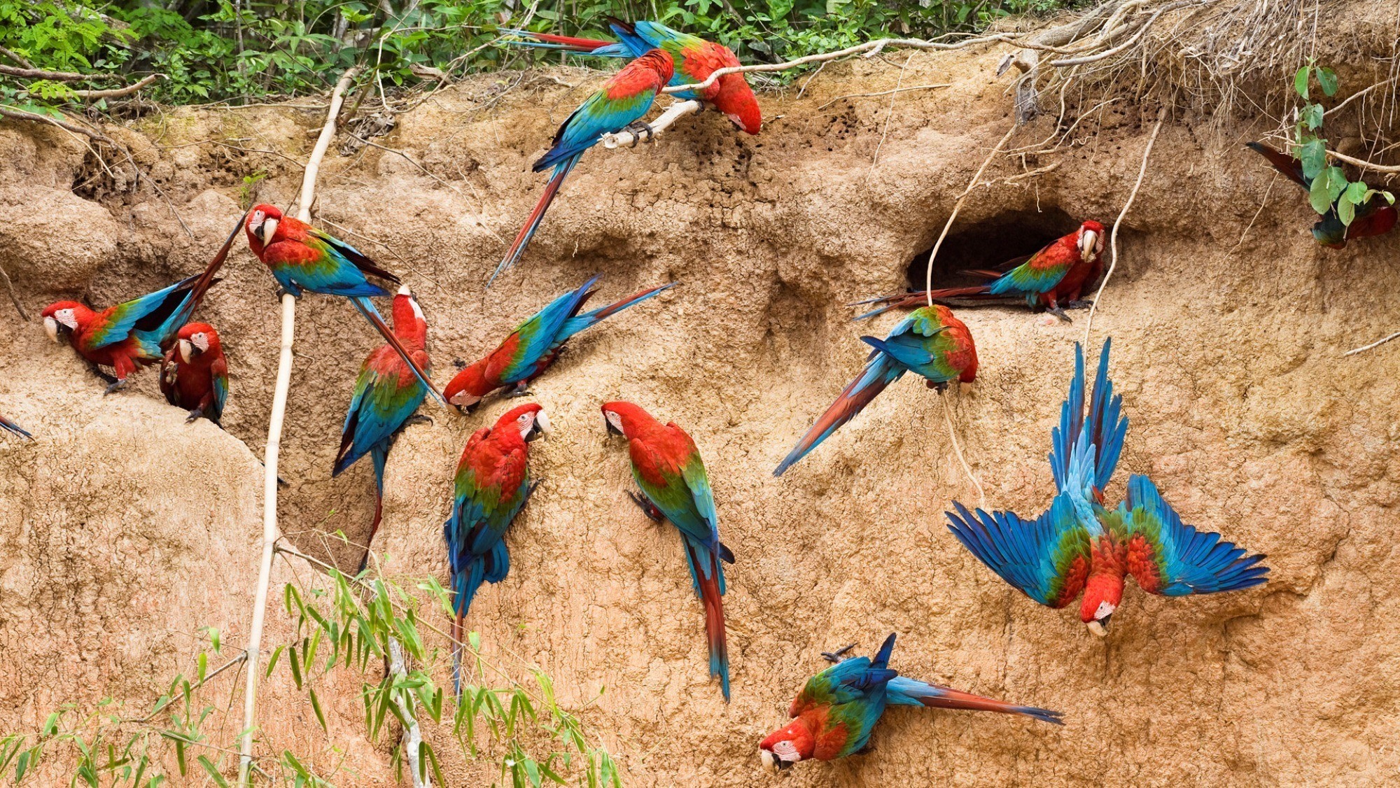 2000x1126 Macaw Parrots