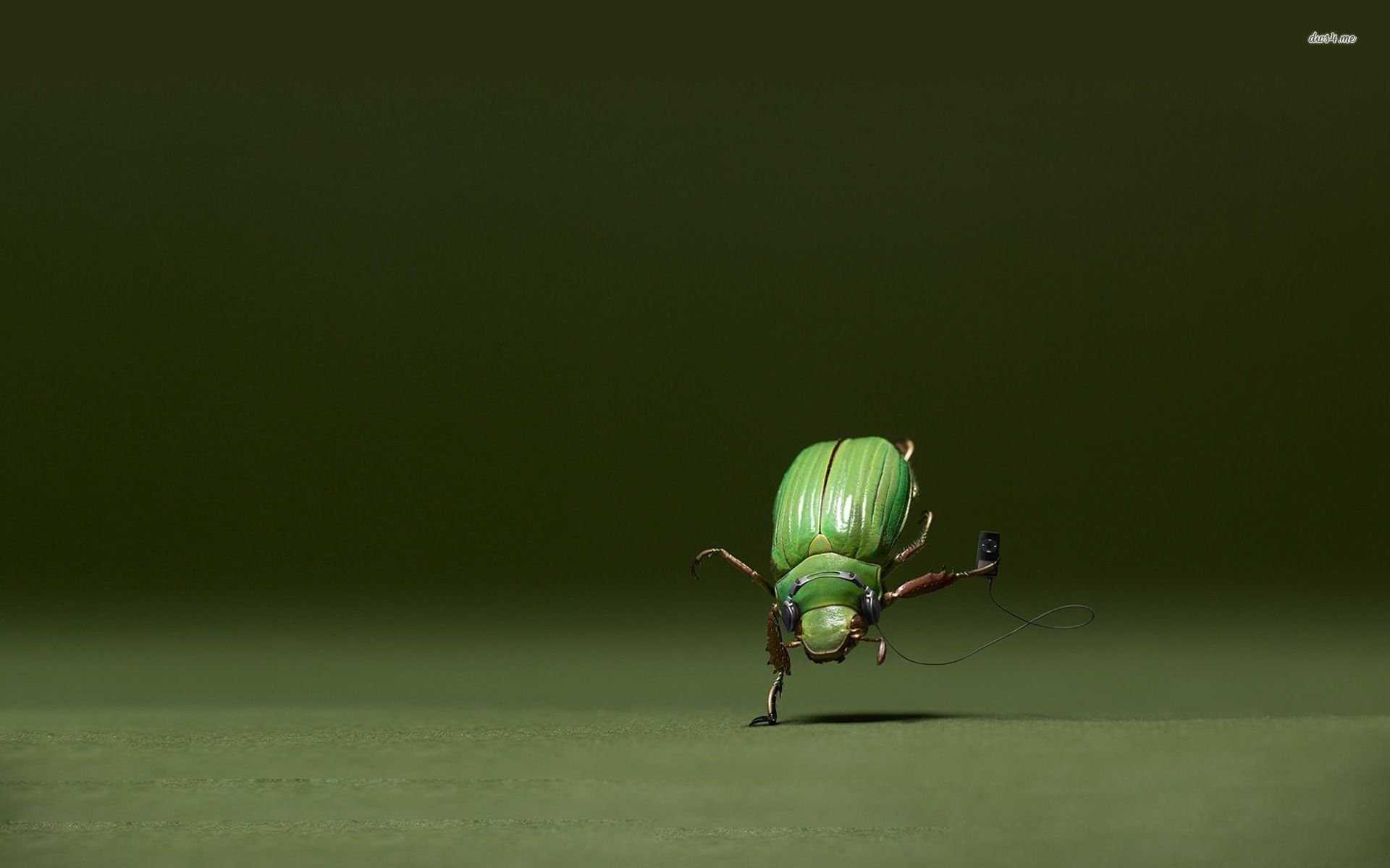 1920x1200 Dancing Insect