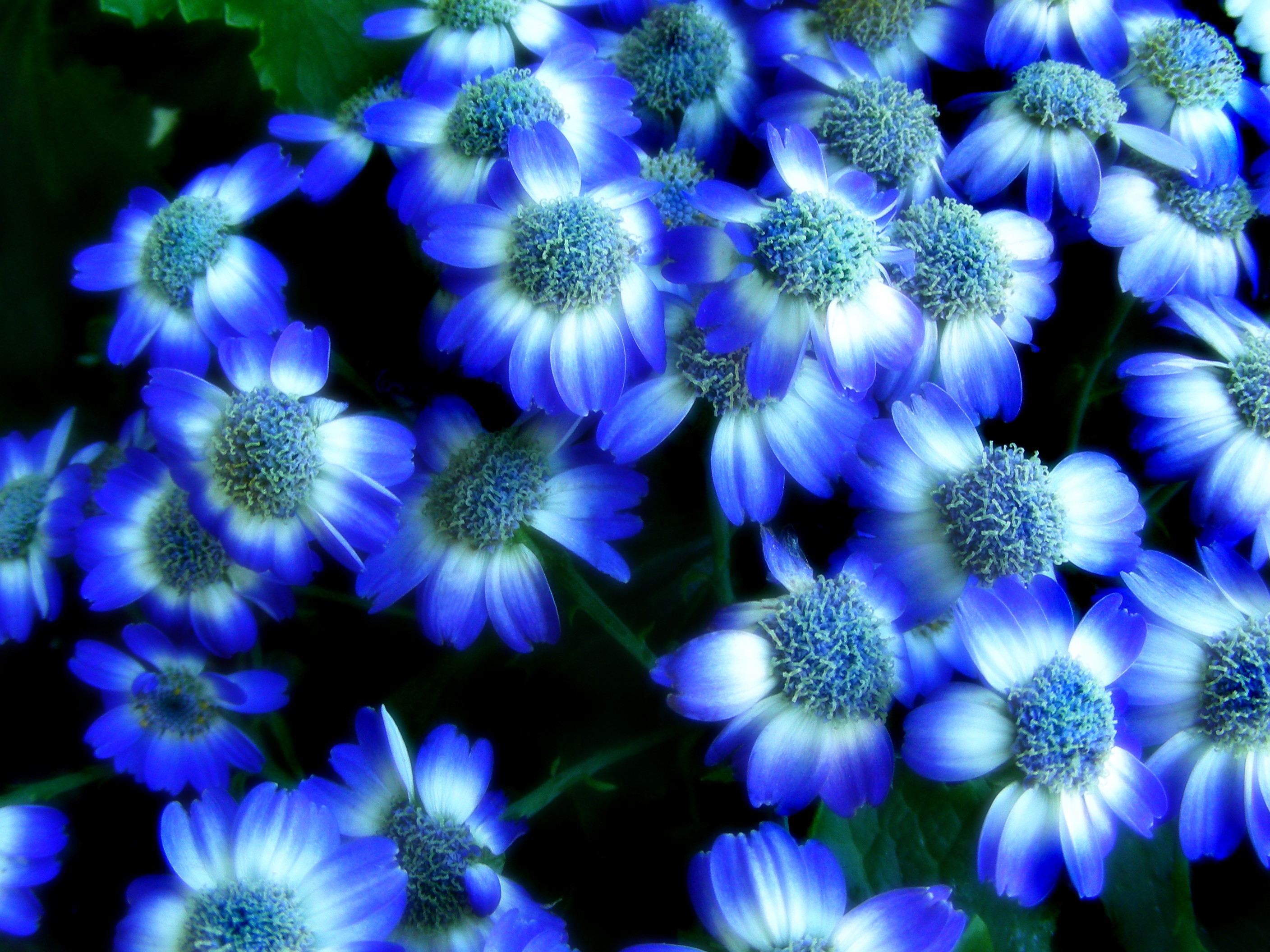 2816x2112 HAPPY MOTHER'S DAY TO ALL THE MOTHERS OF THE WORLD…AMEN~. Blue Wedding  FlowersWhite ...