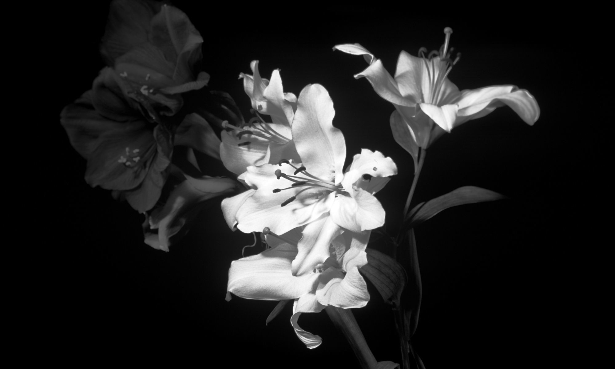 2000x1199 Black white flowers wallpaper